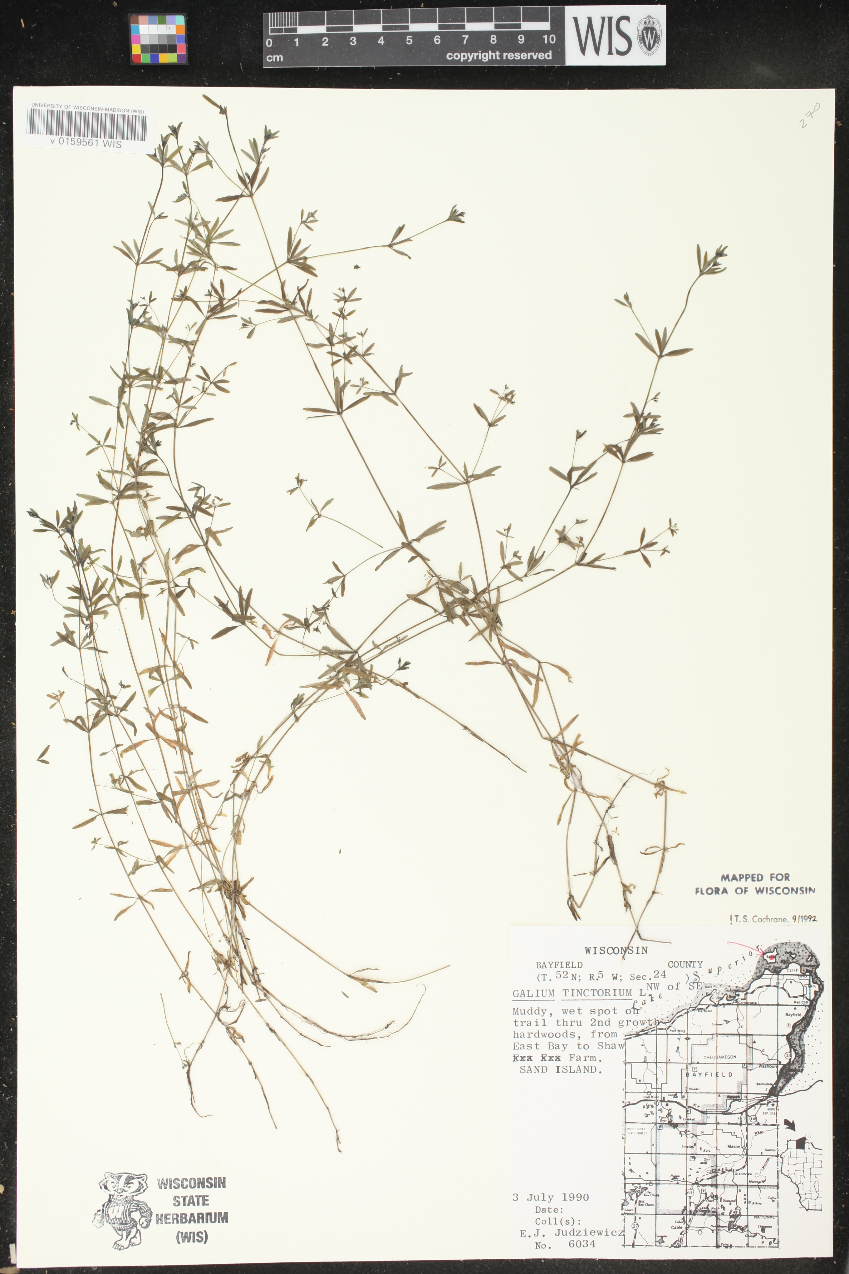 Galium tinctorium image