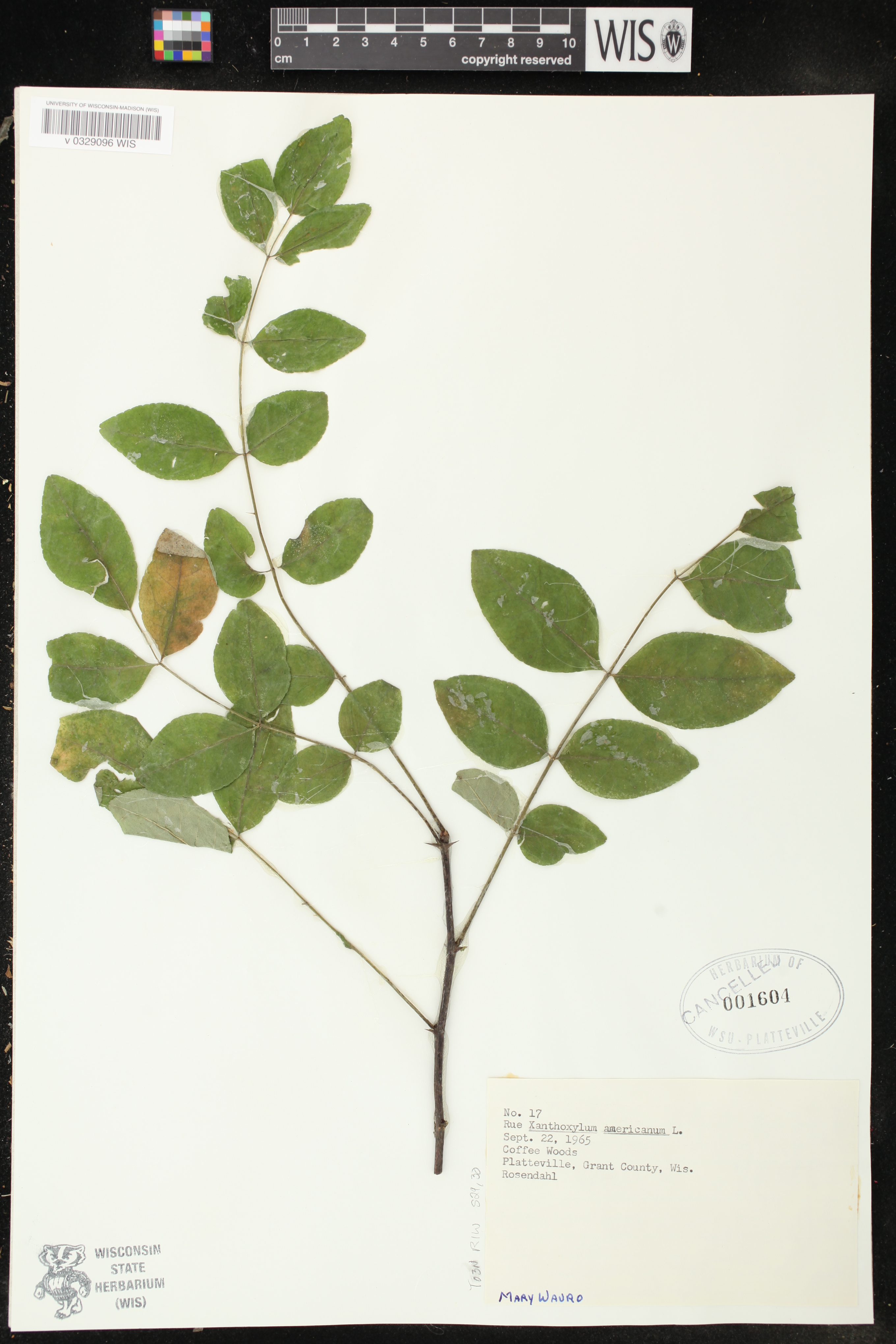 Zanthoxylum americanum image