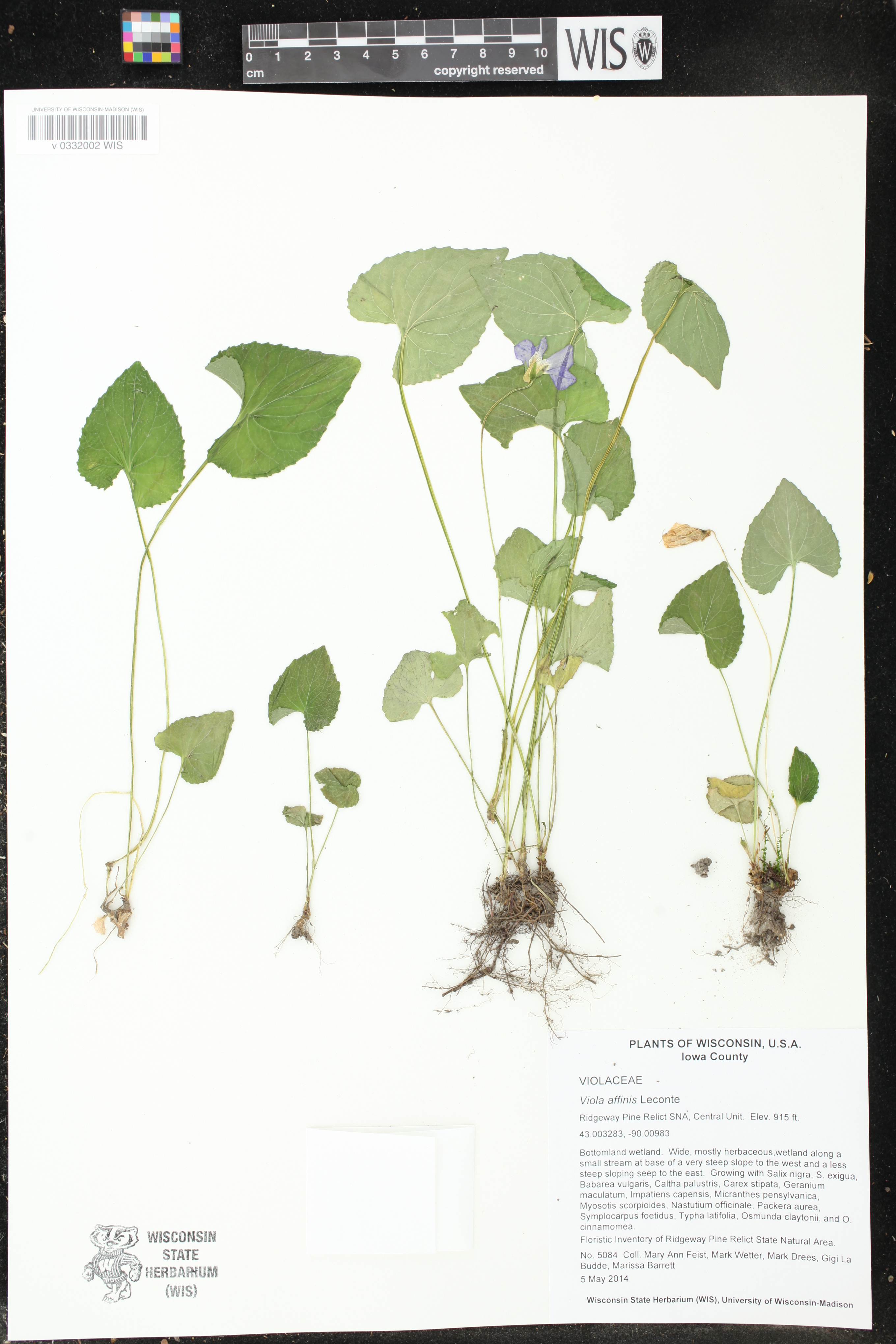 Viola affinis image