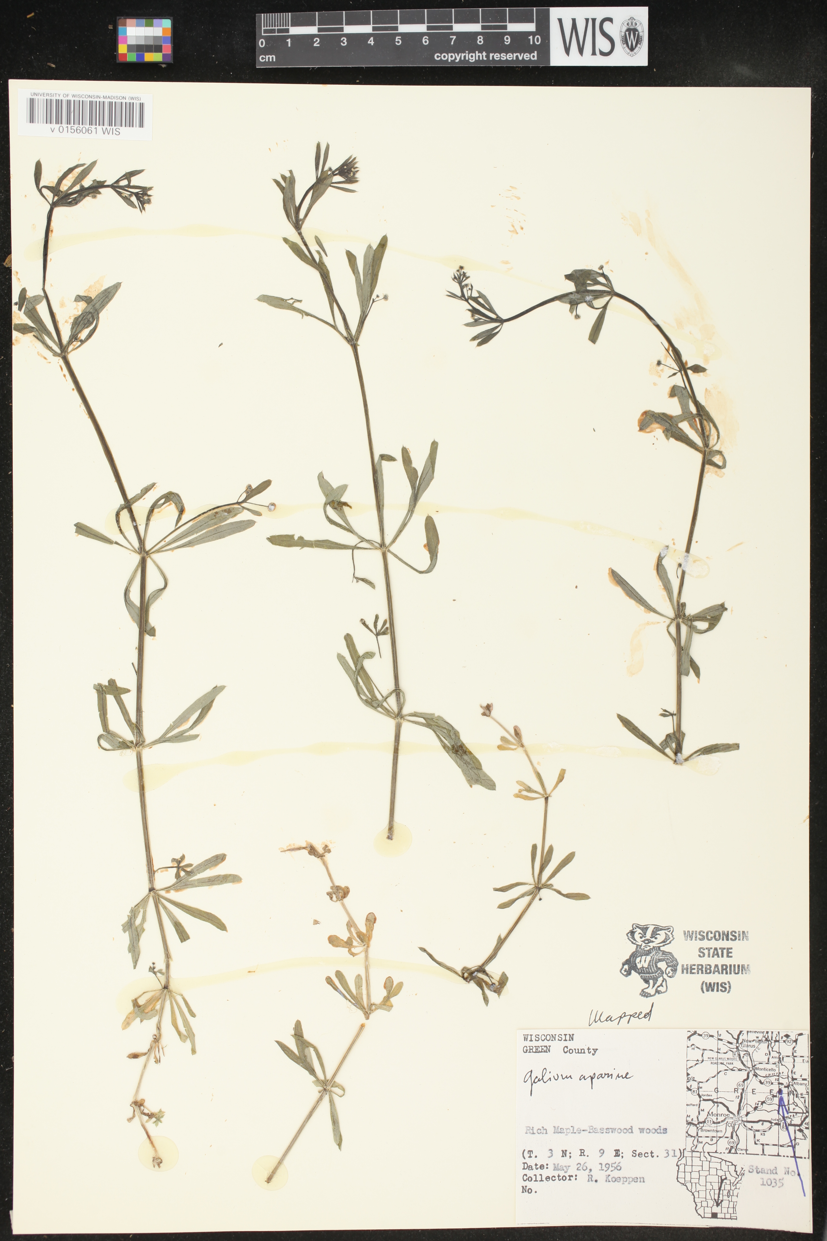 Galium aparine image