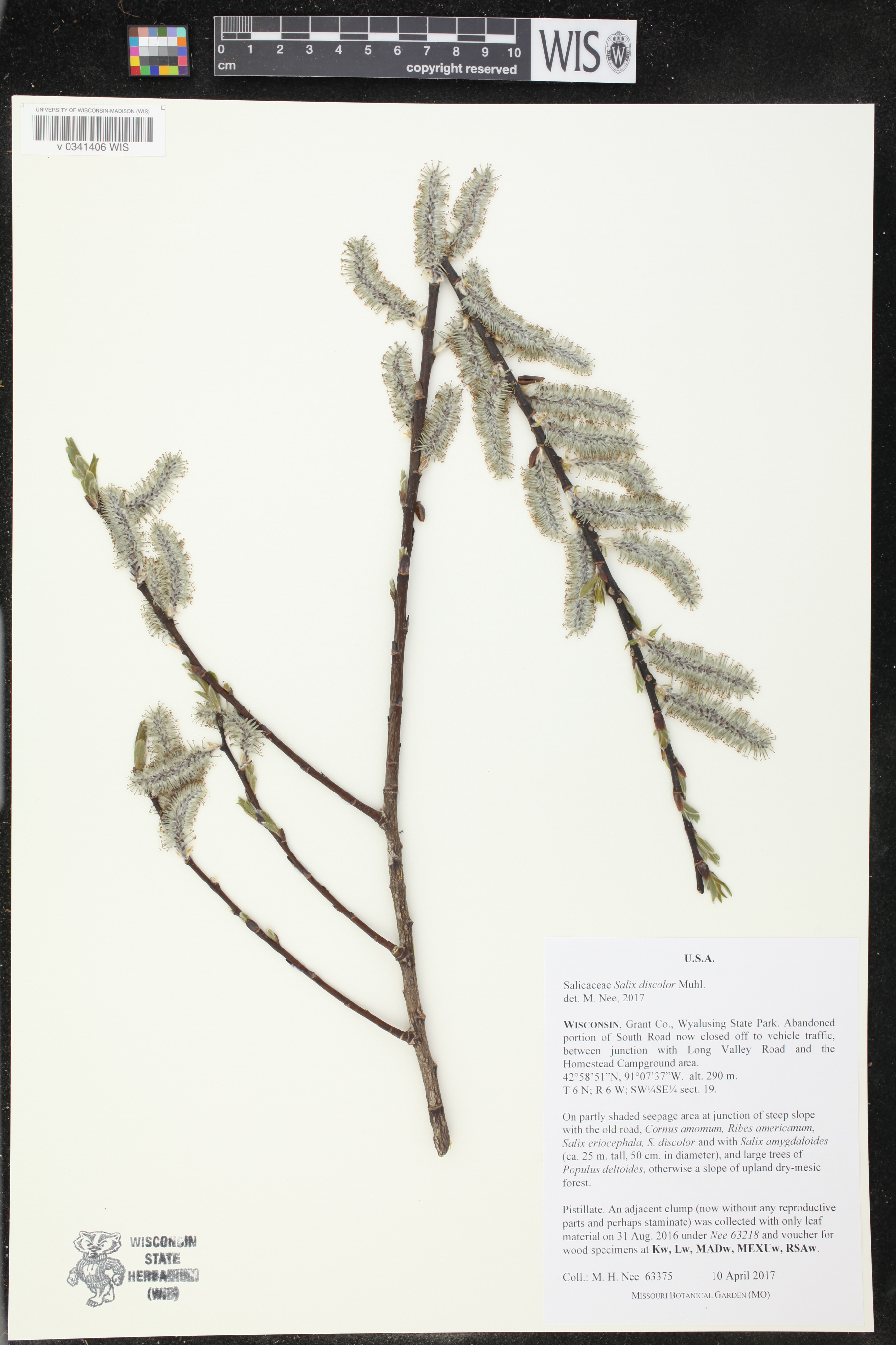 Salix discolor image