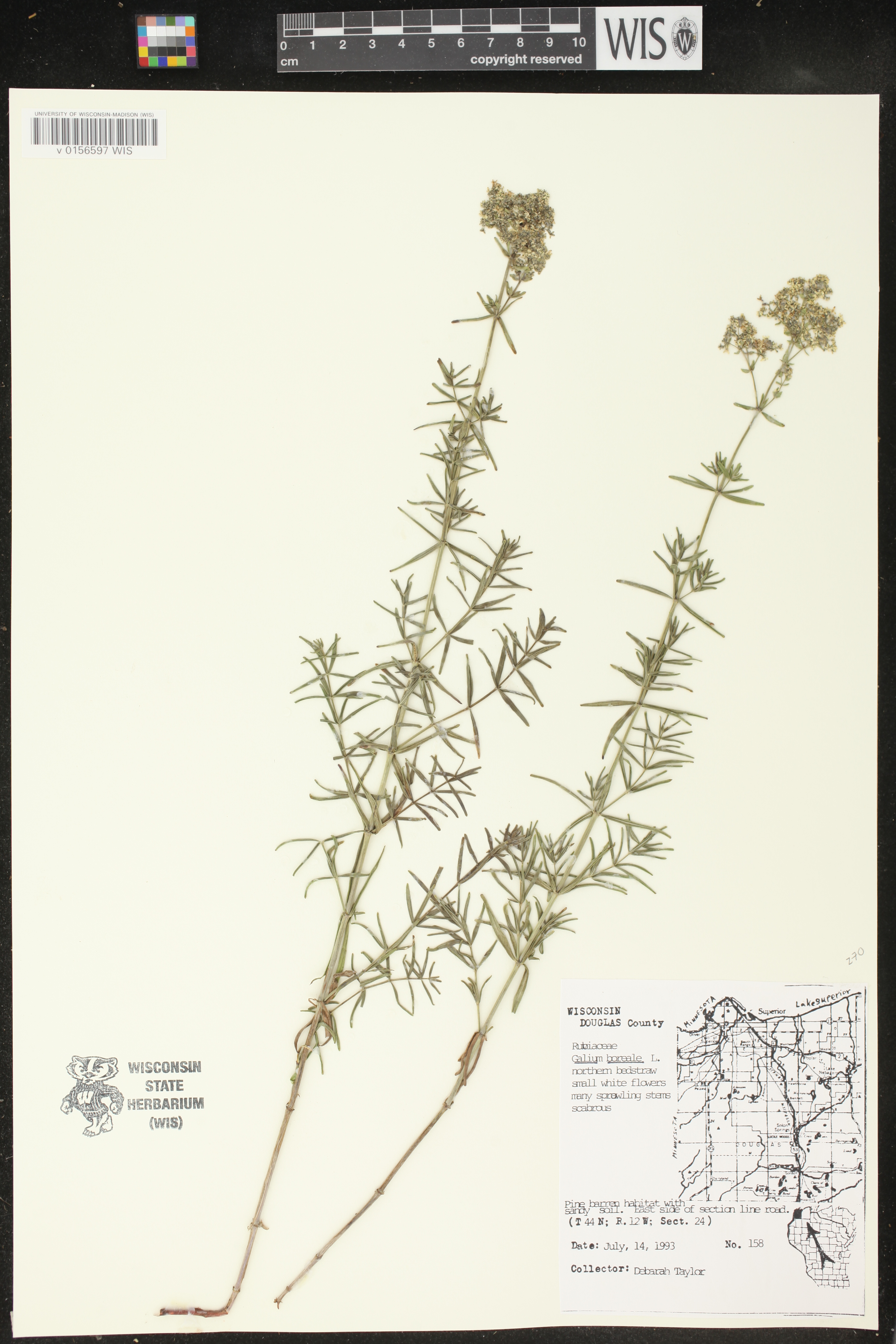Galium boreale image