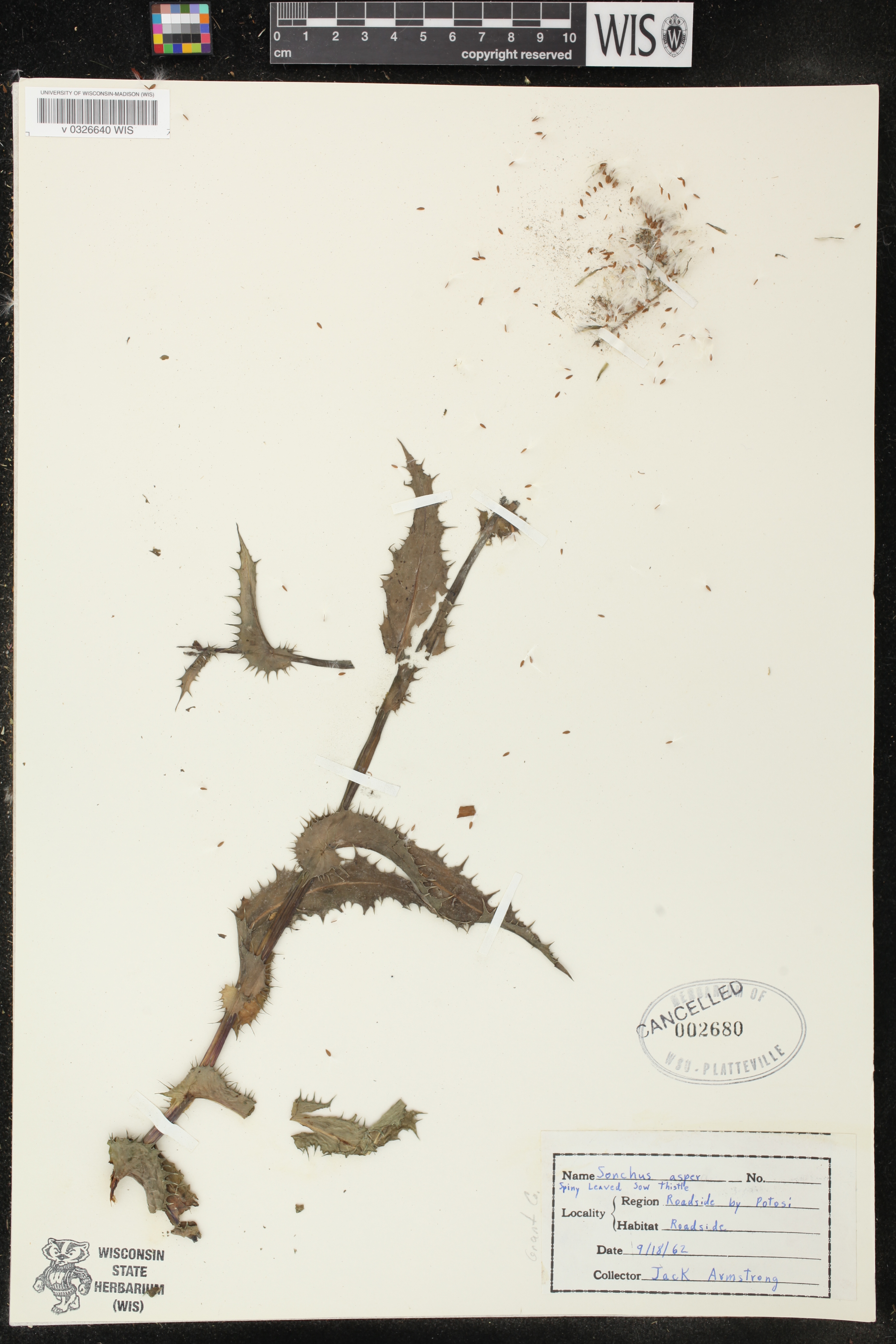Sonchus asper image