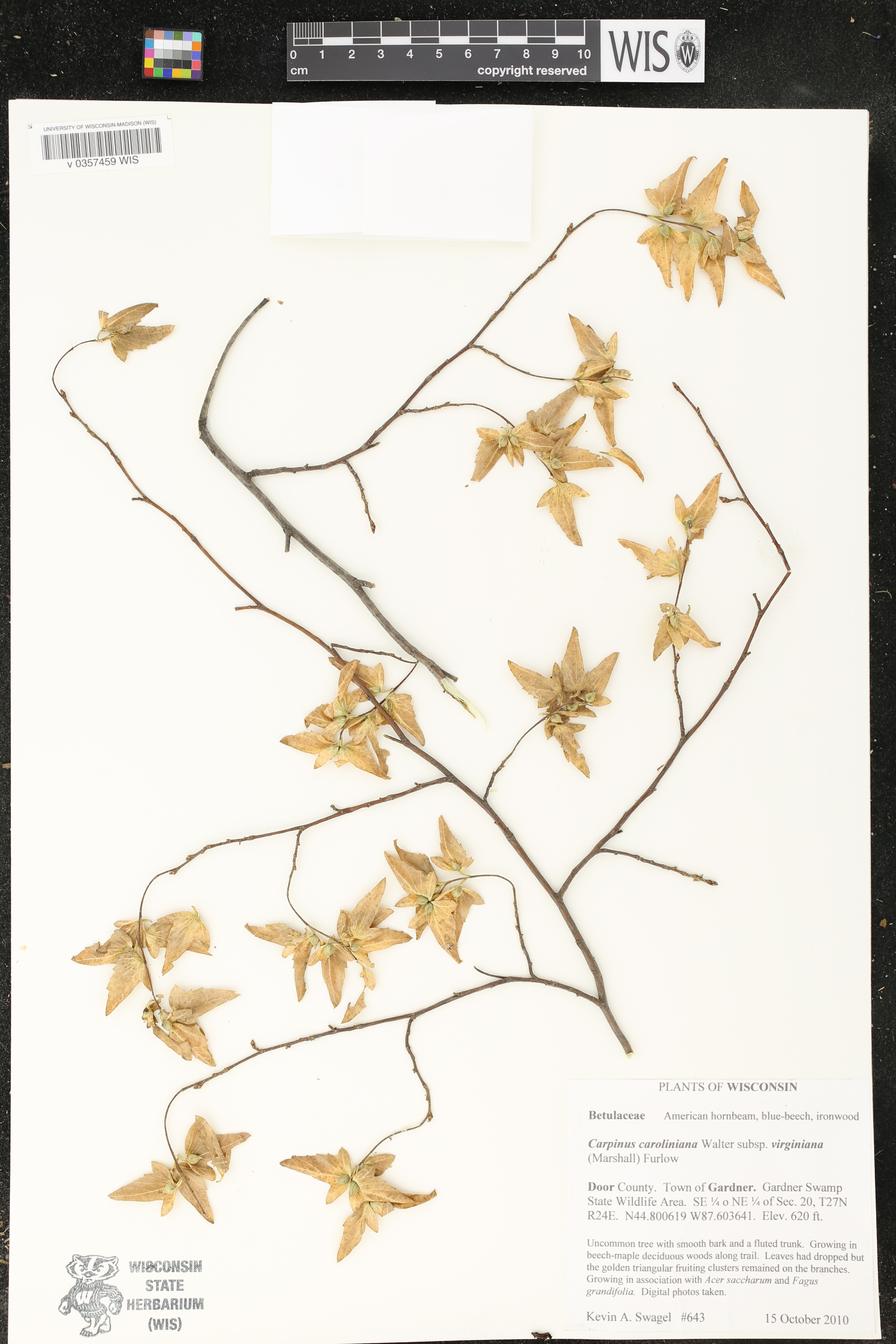 Carpinus caroliniana image