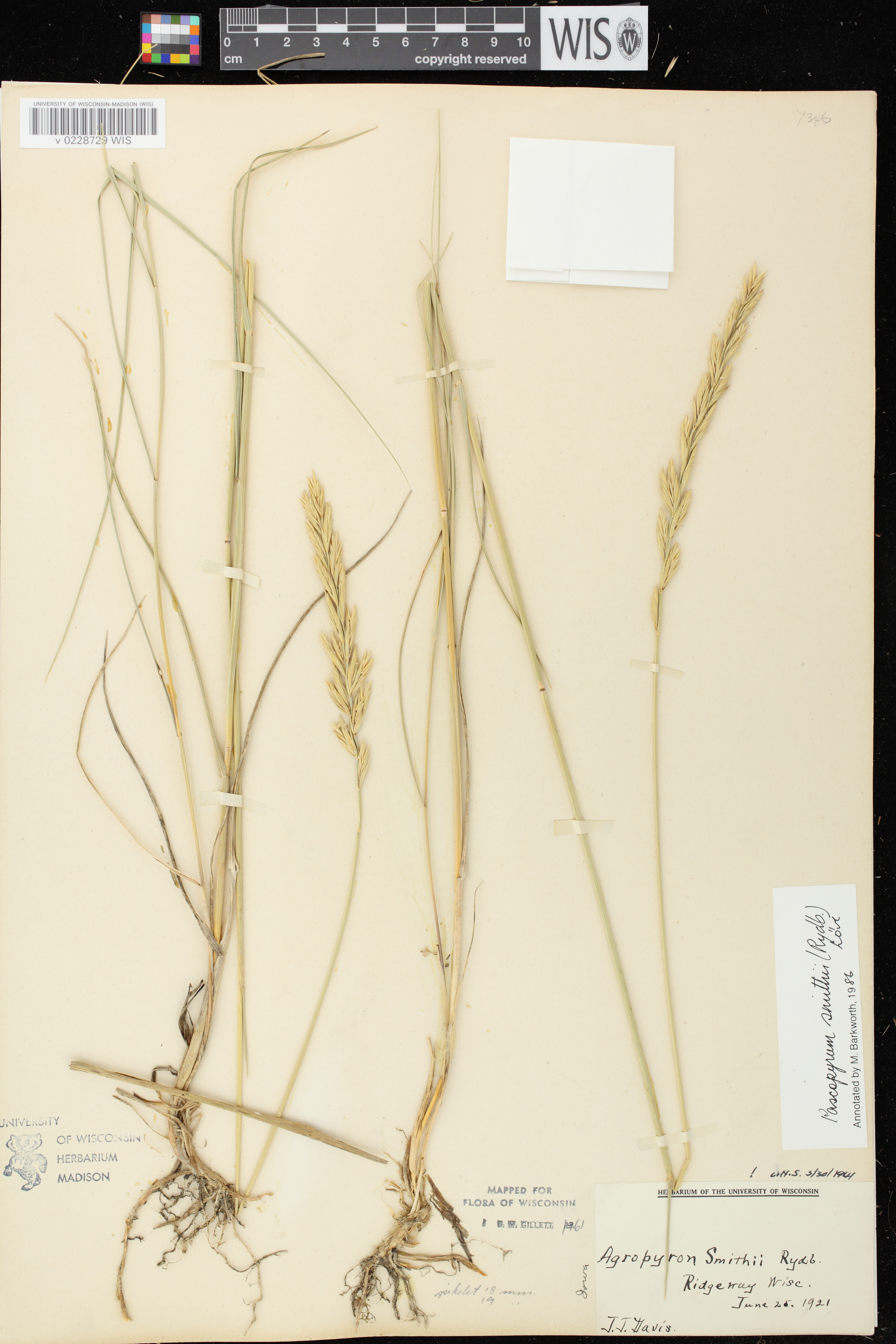 Lemna trisulca image