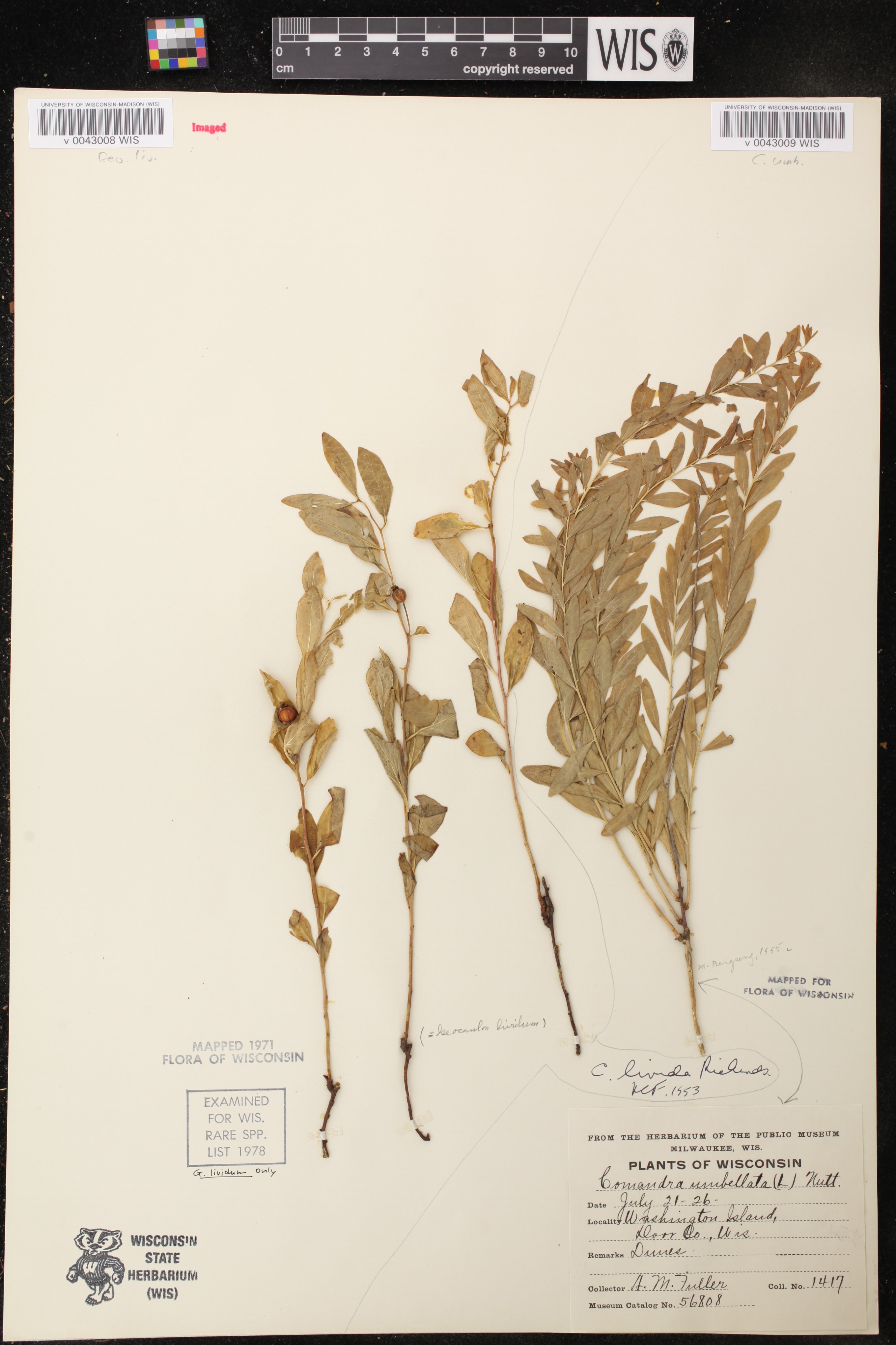 Comandra umbellata subsp. umbellata image