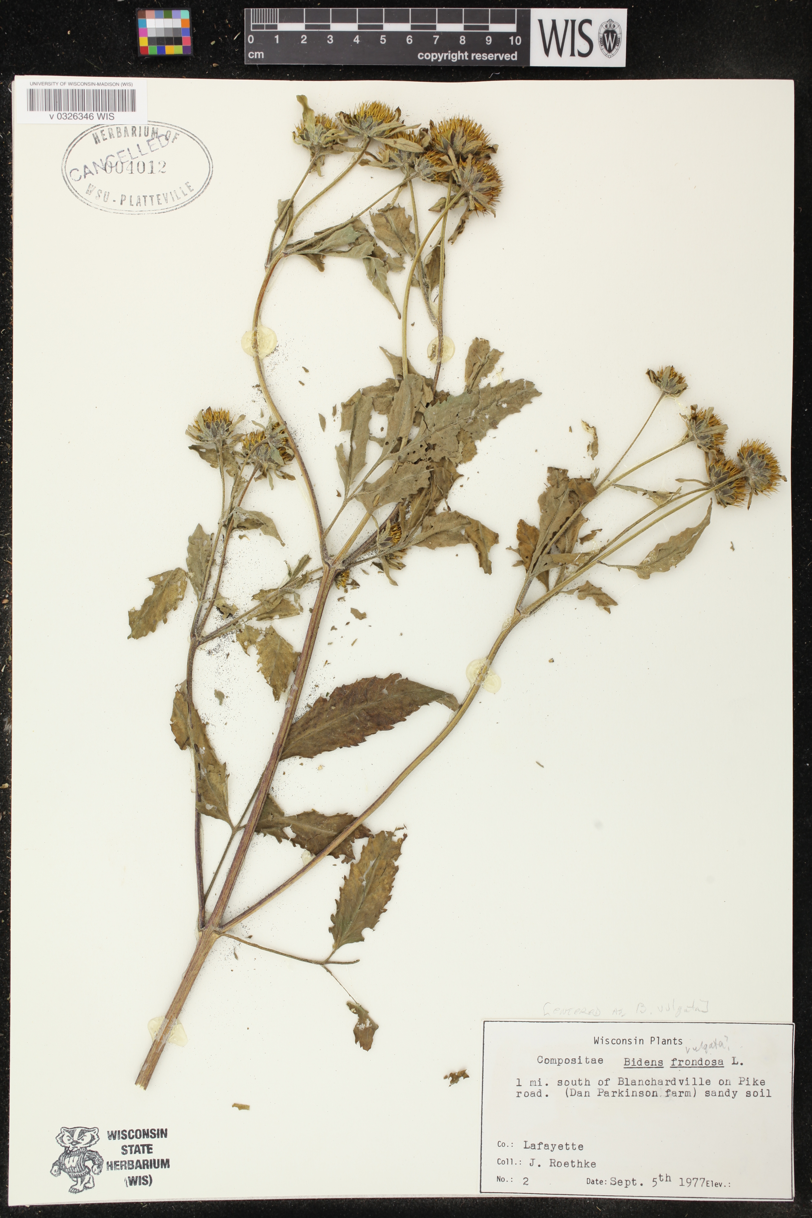 Bidens vulgata image