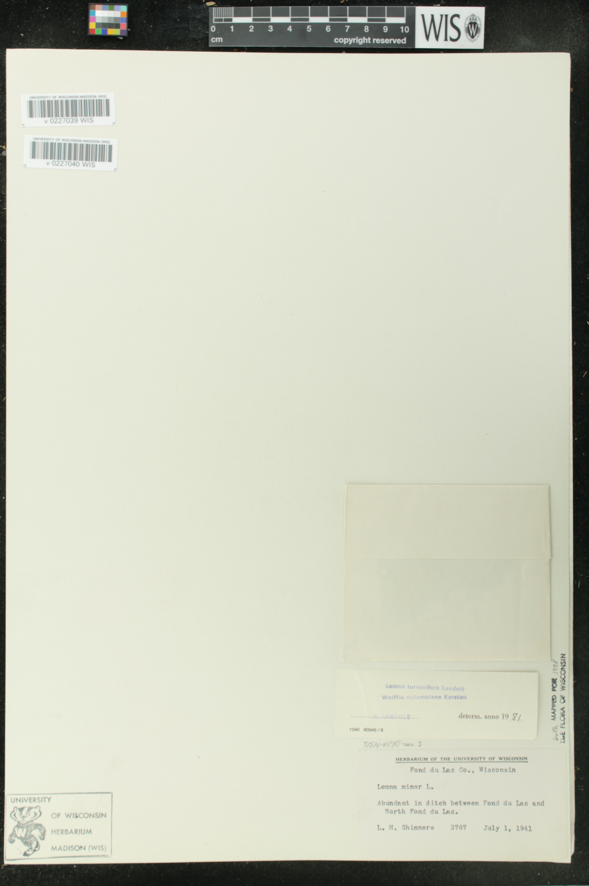 Wolffia columbiana image