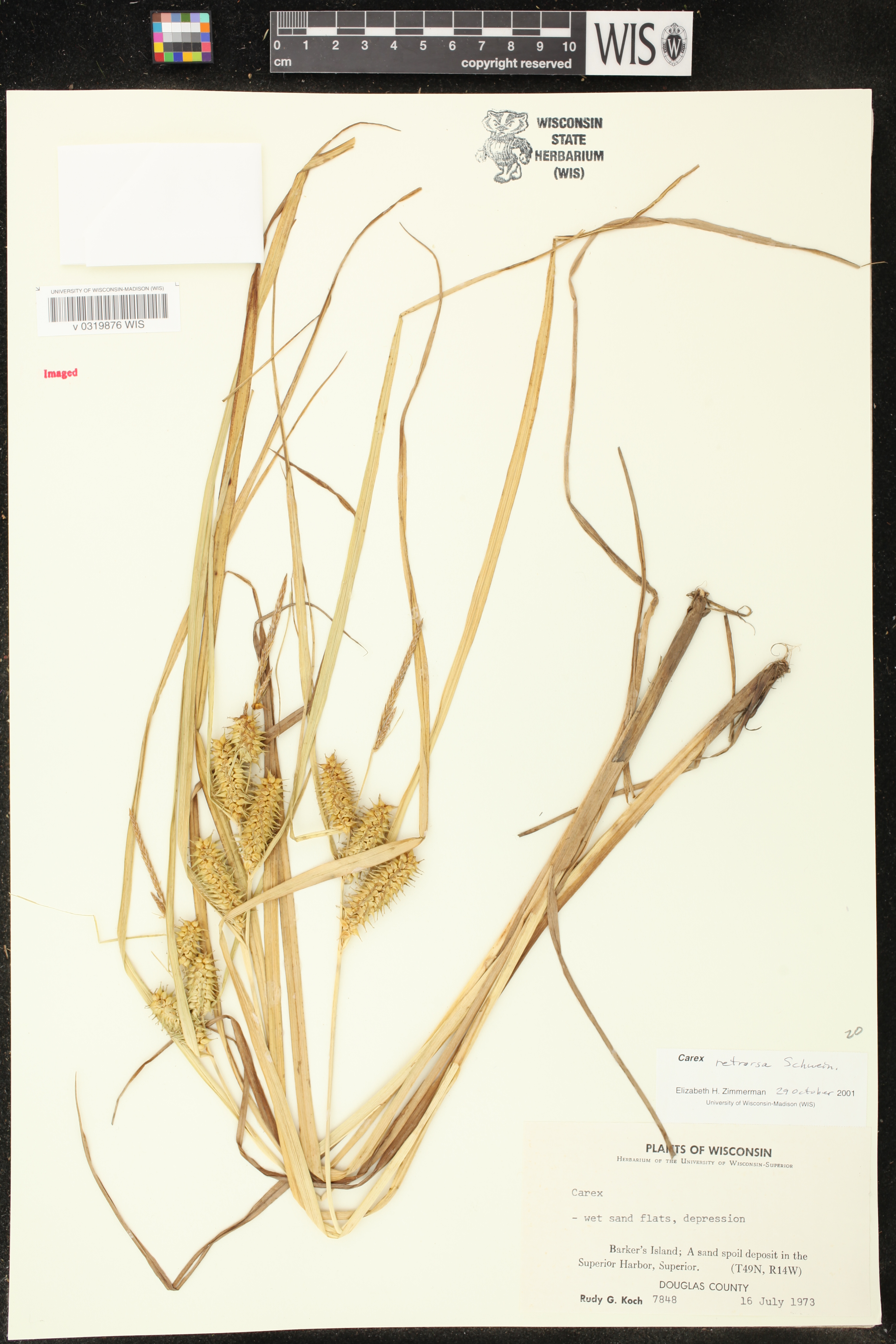Carex retrorsa image