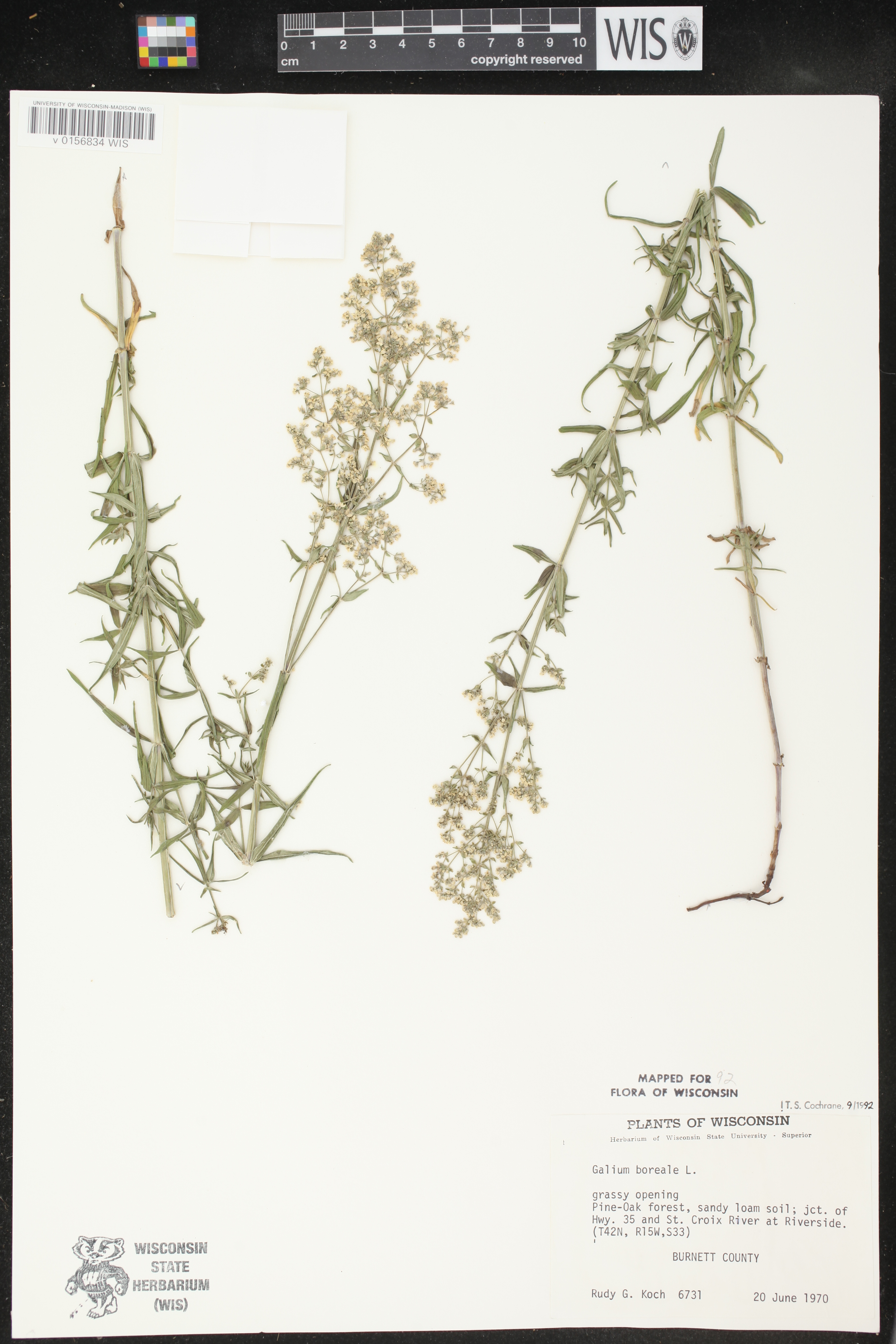 Galium boreale image