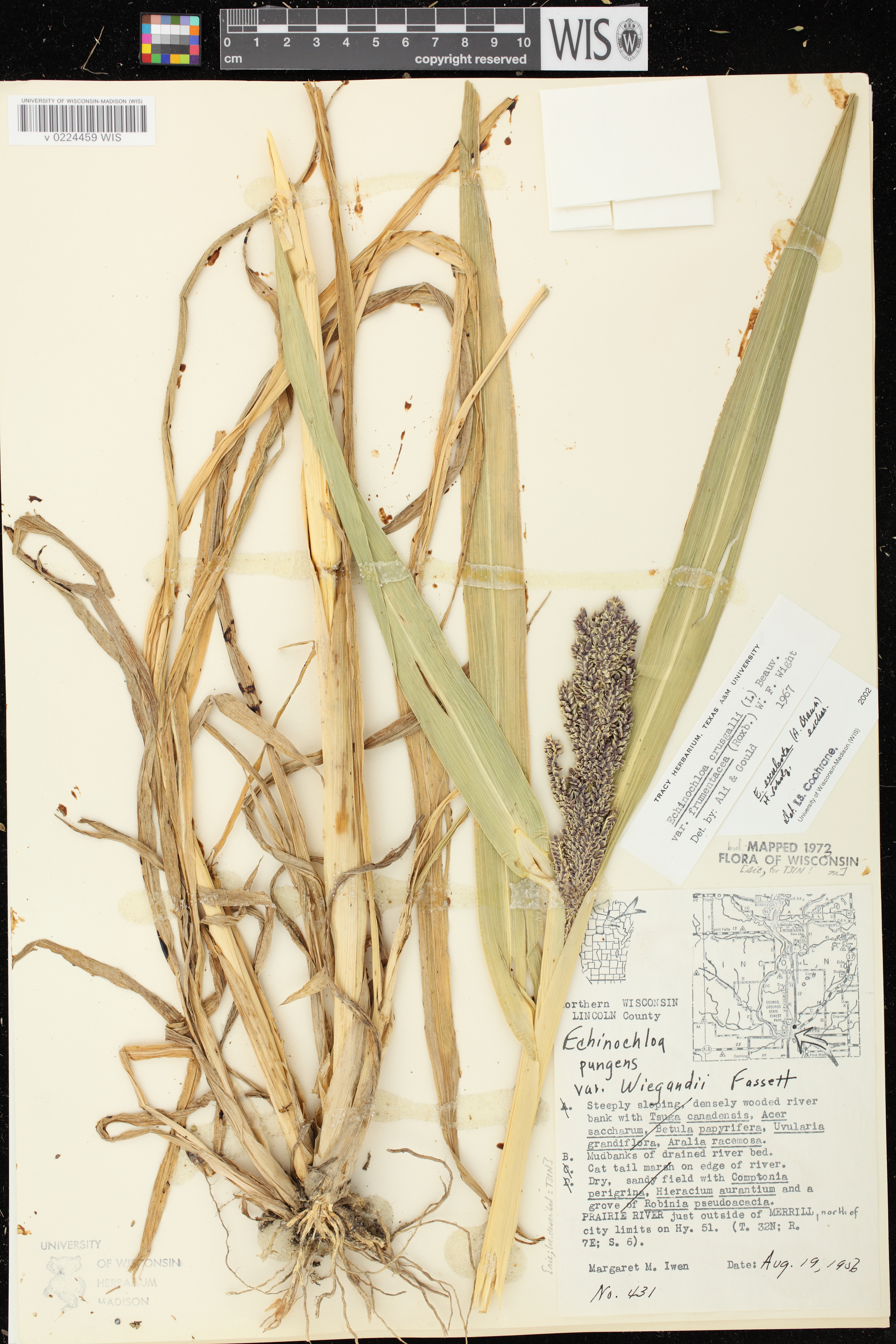 Image of Echinochloa esculenta