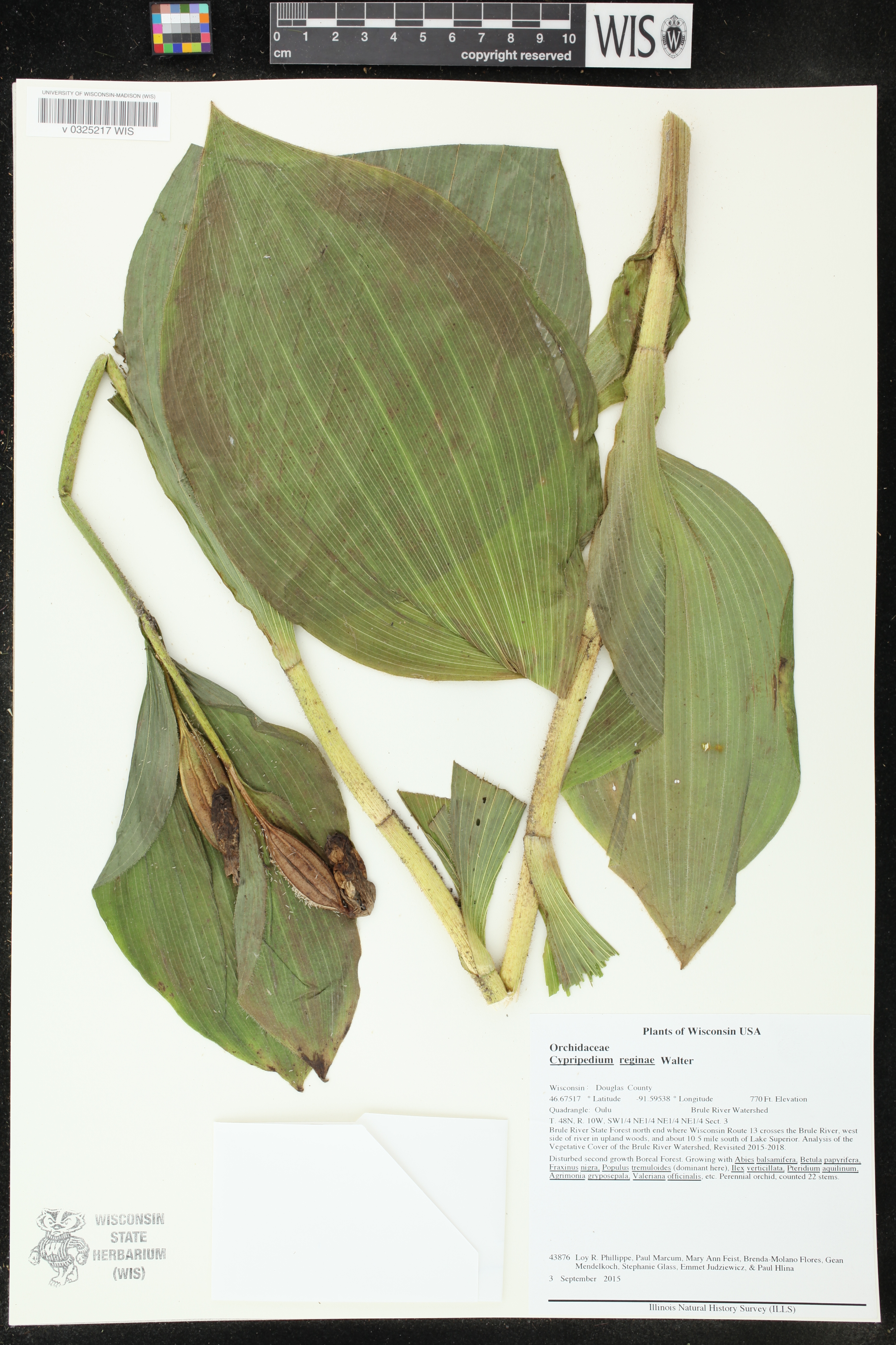 Cypripedium reginae image