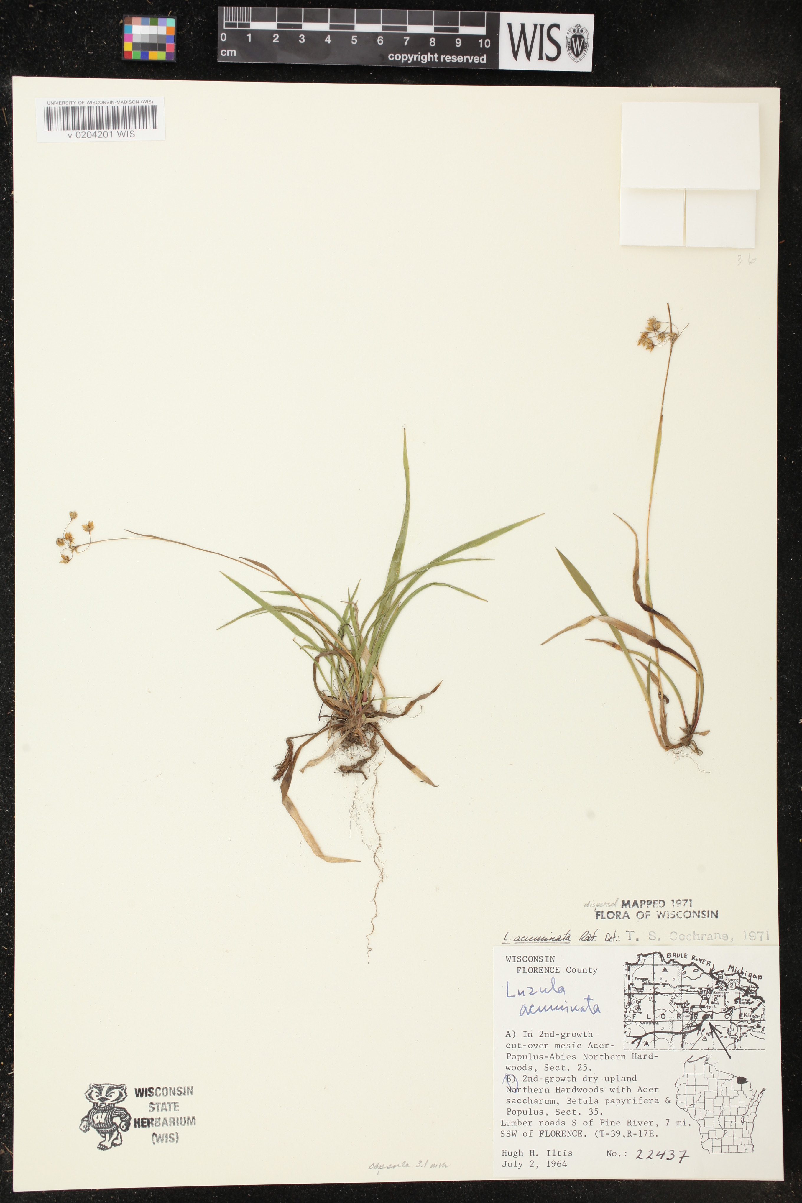 Luzula acuminata image