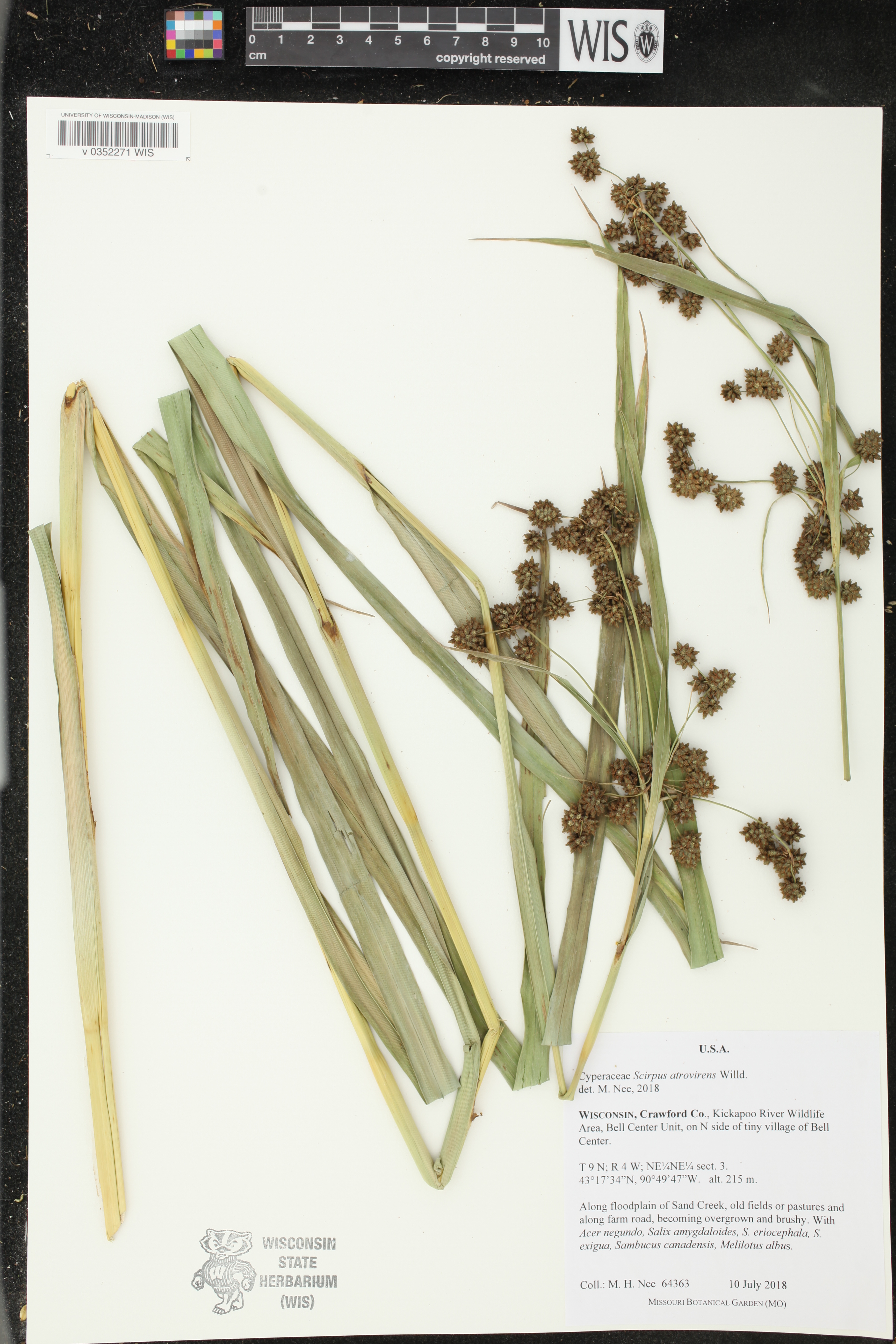 Scirpus atrovirens image