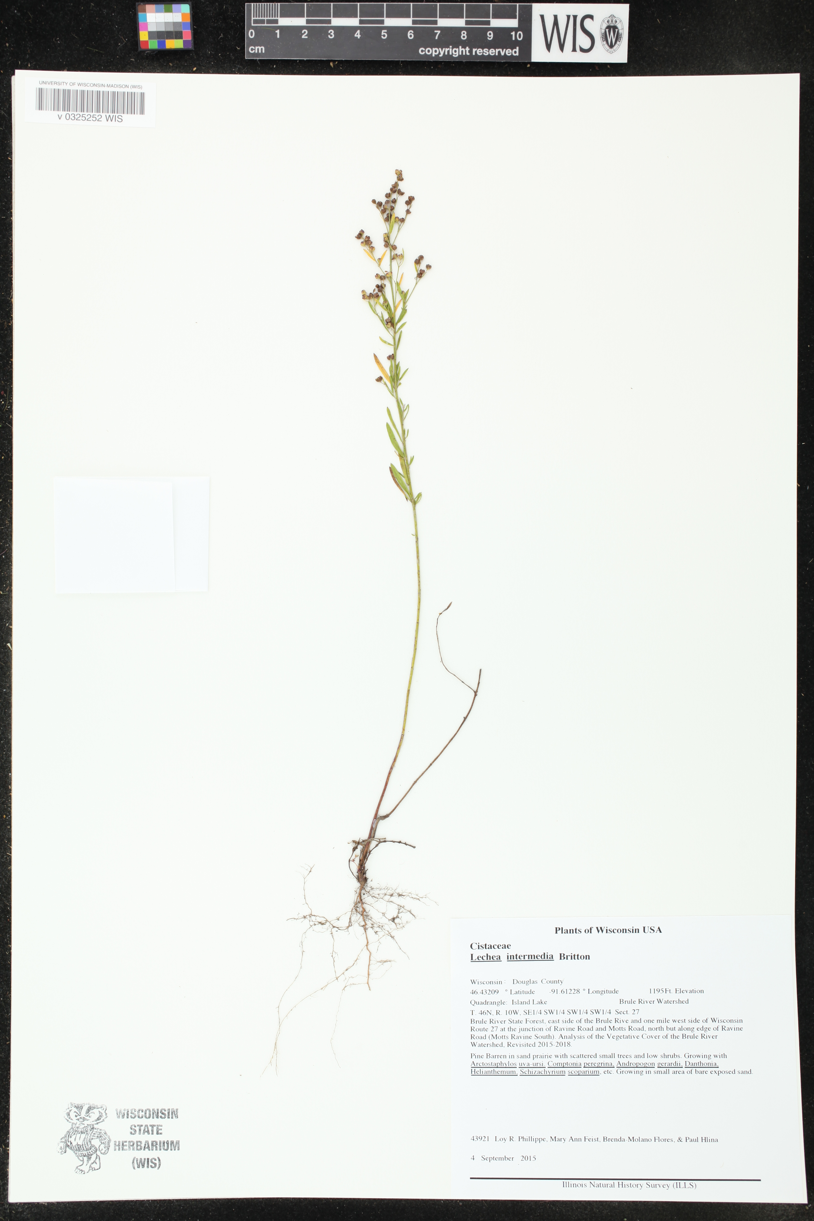 Image of Lechea intermedia
