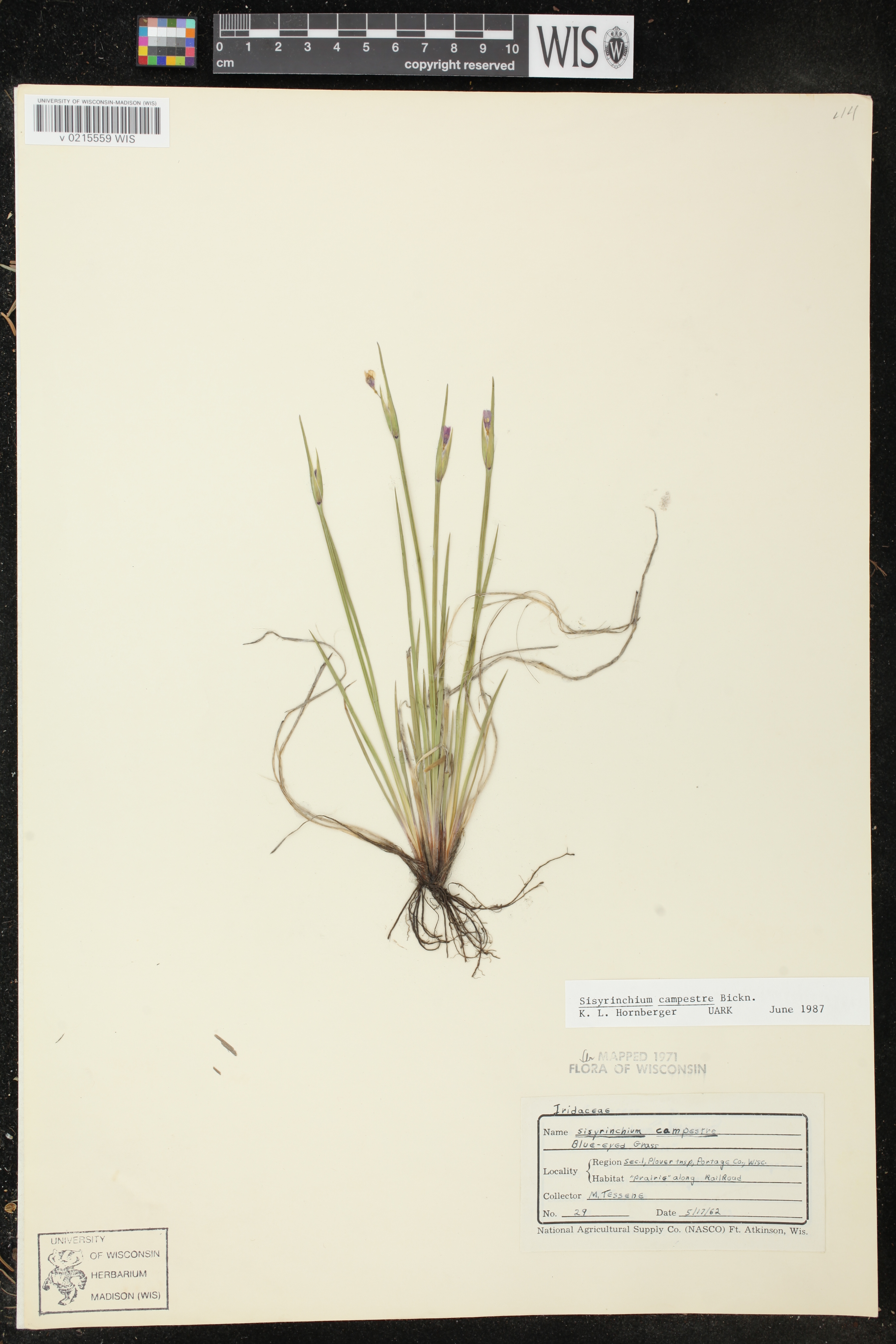 Sisyrinchium campestre image