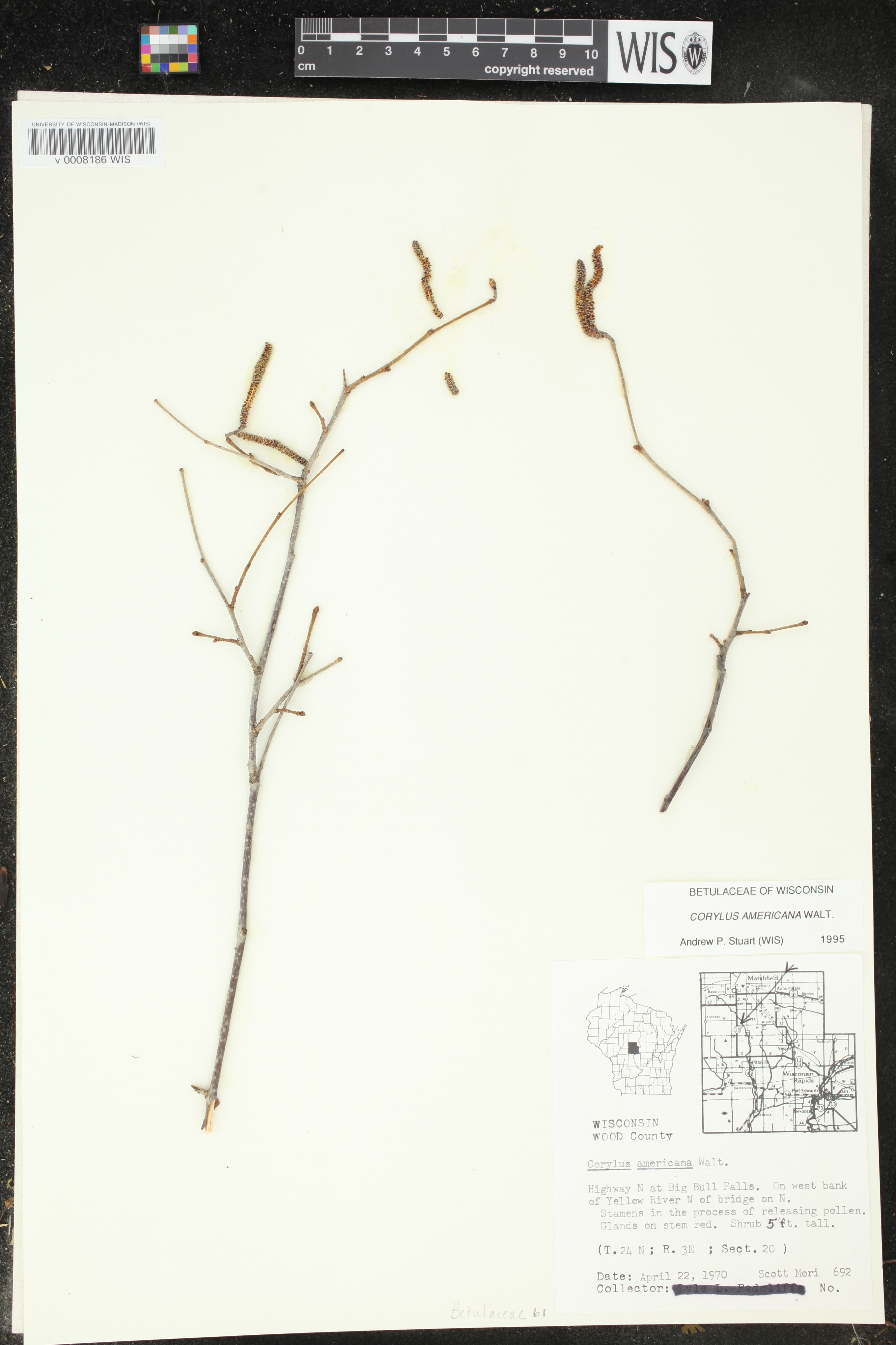 Corylus americana image