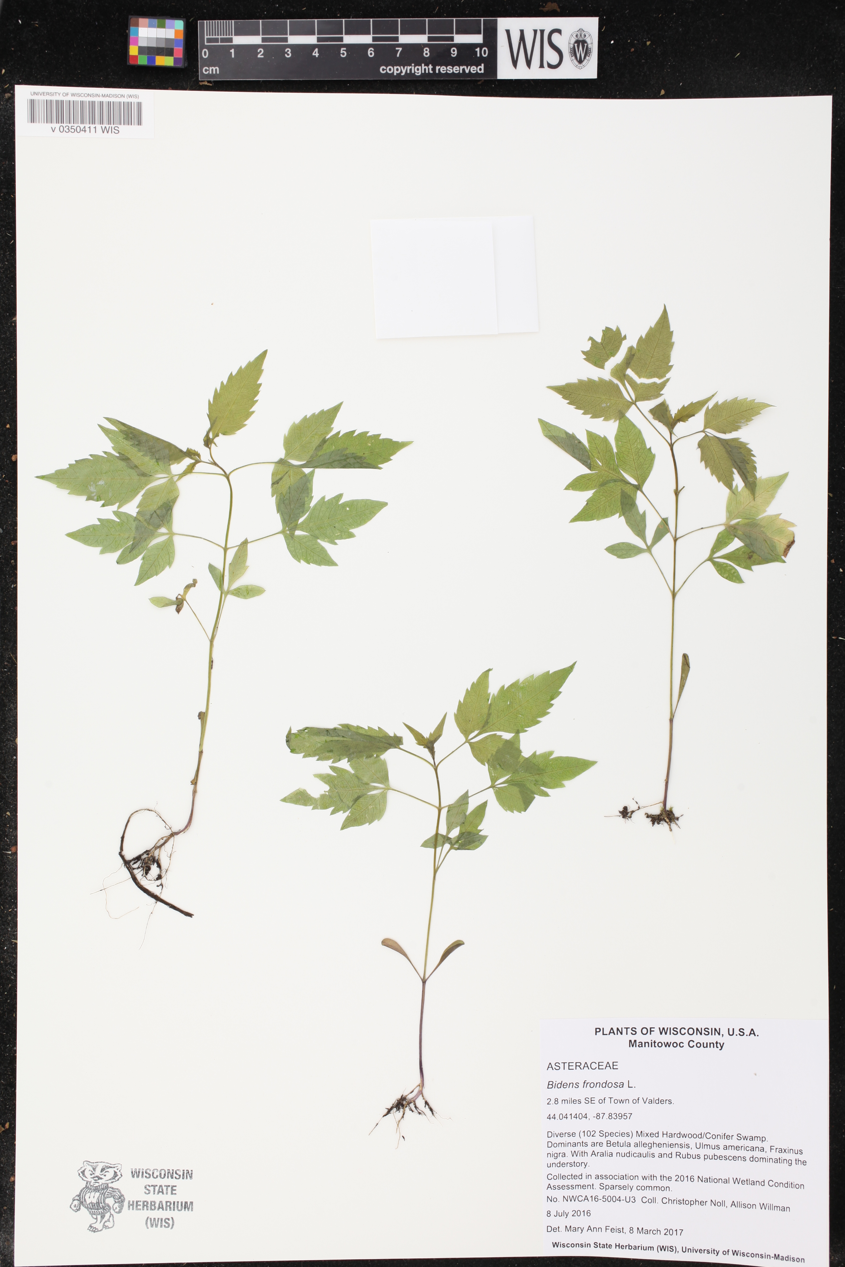 Bidens frondosa image