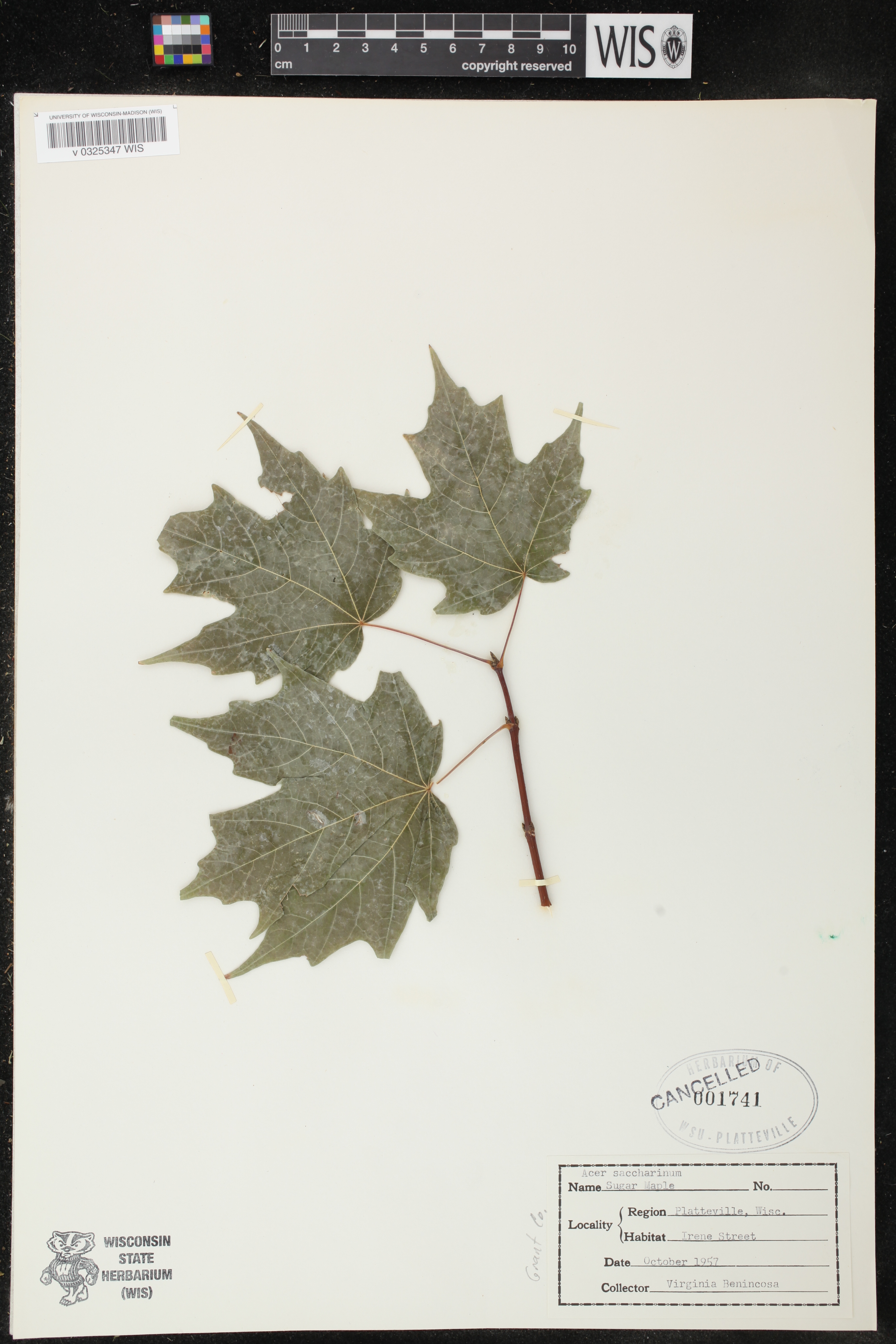 Acer saccharinum image