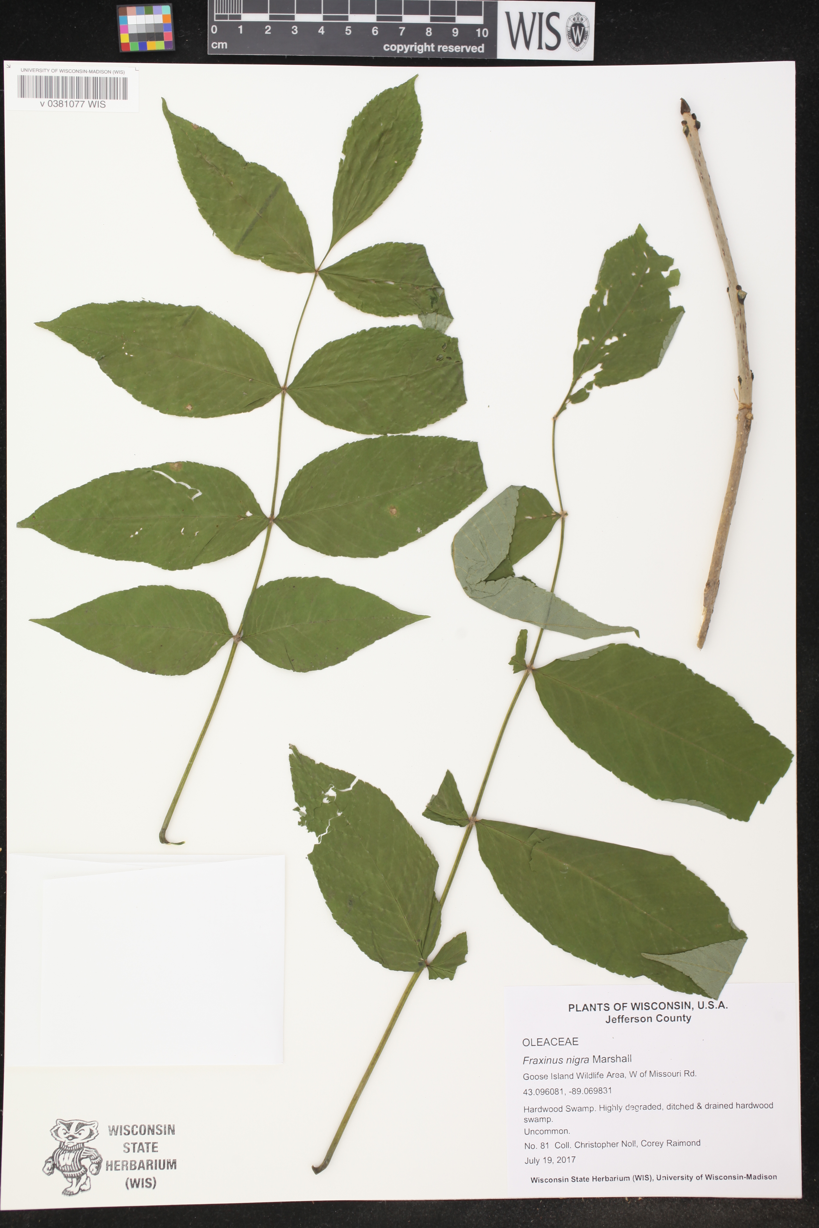 Fraxinus nigra image