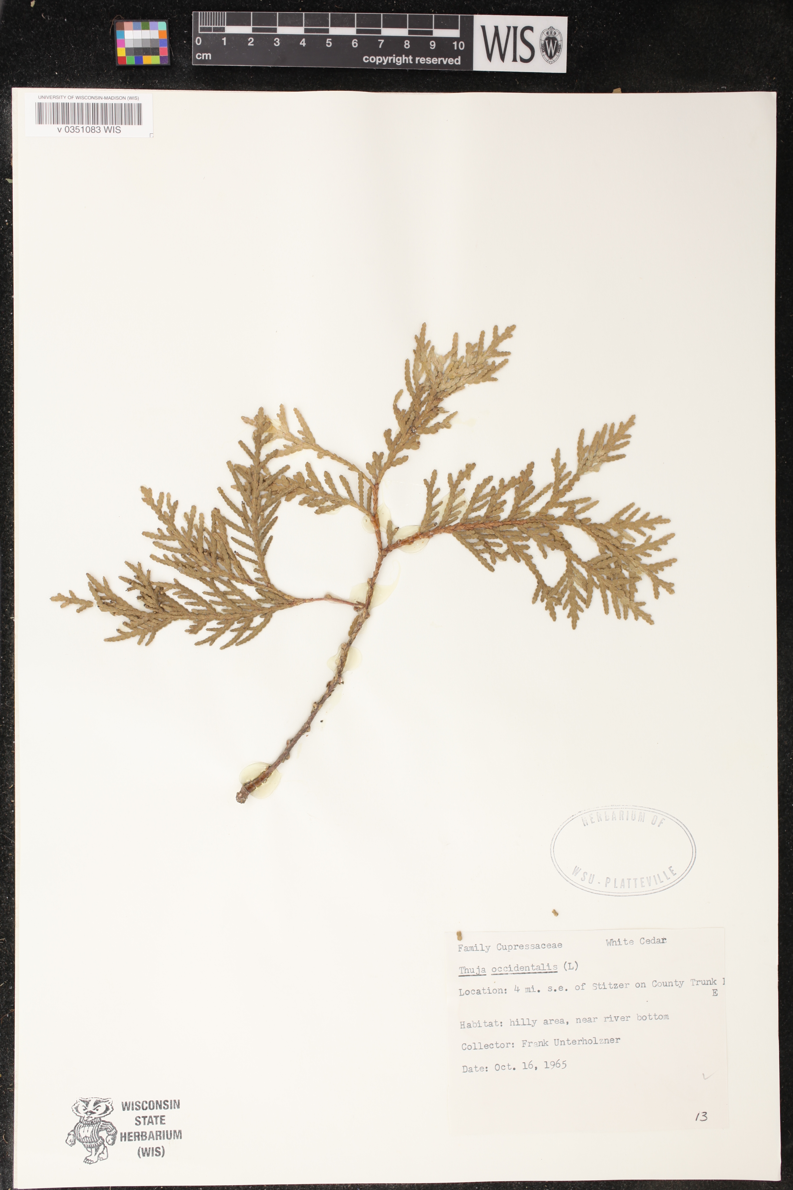 Thuja occidentalis image