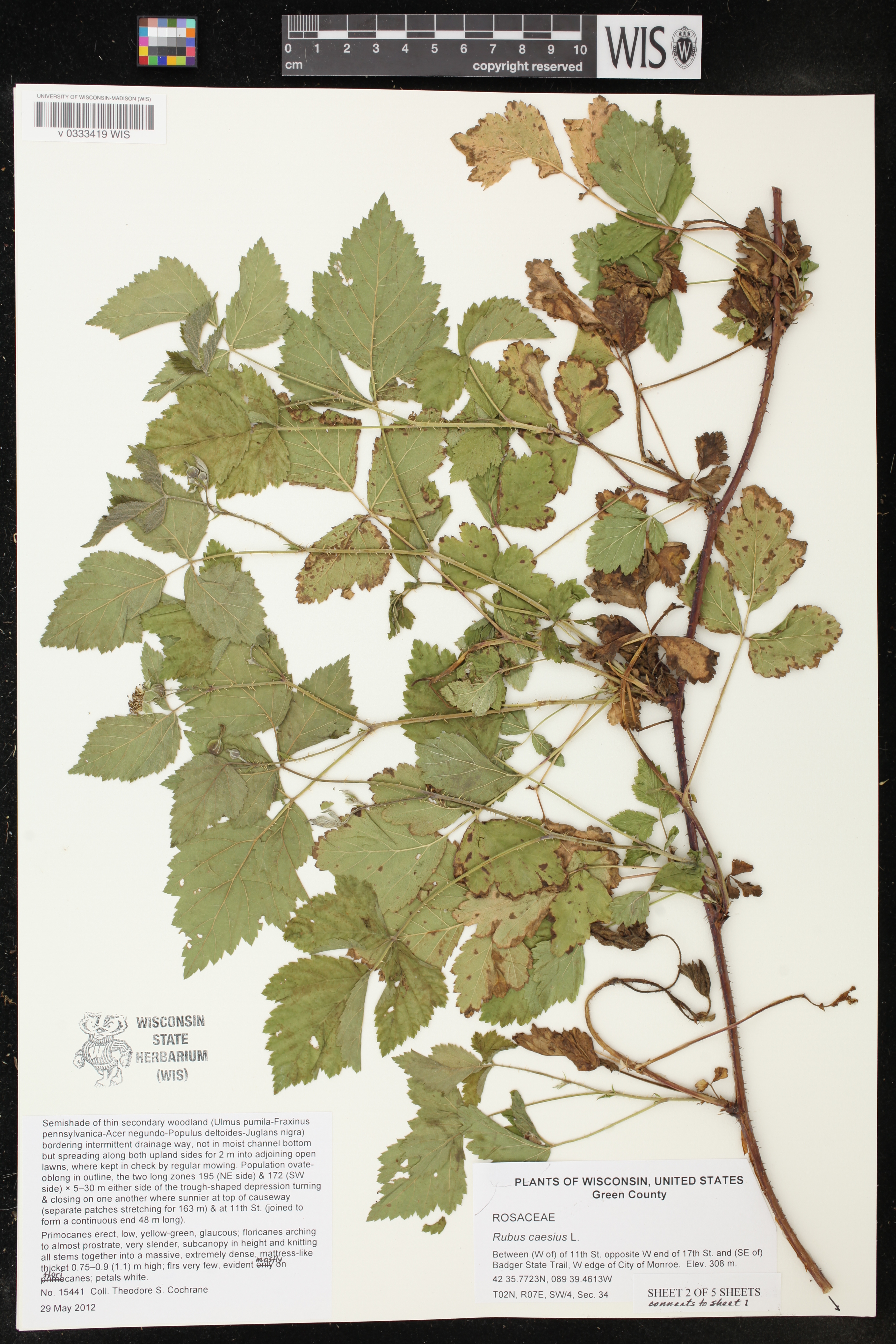 Rubus caesius image