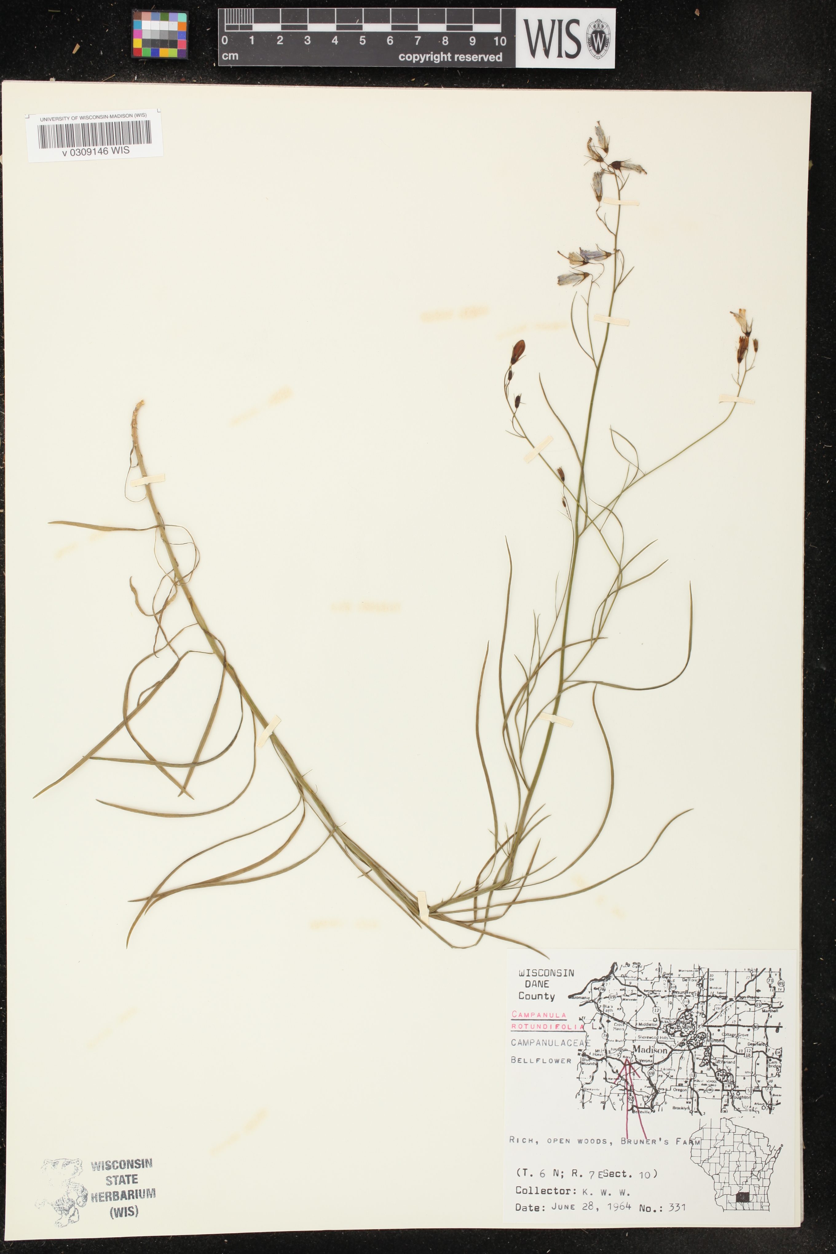 Campanula rotundifolia image