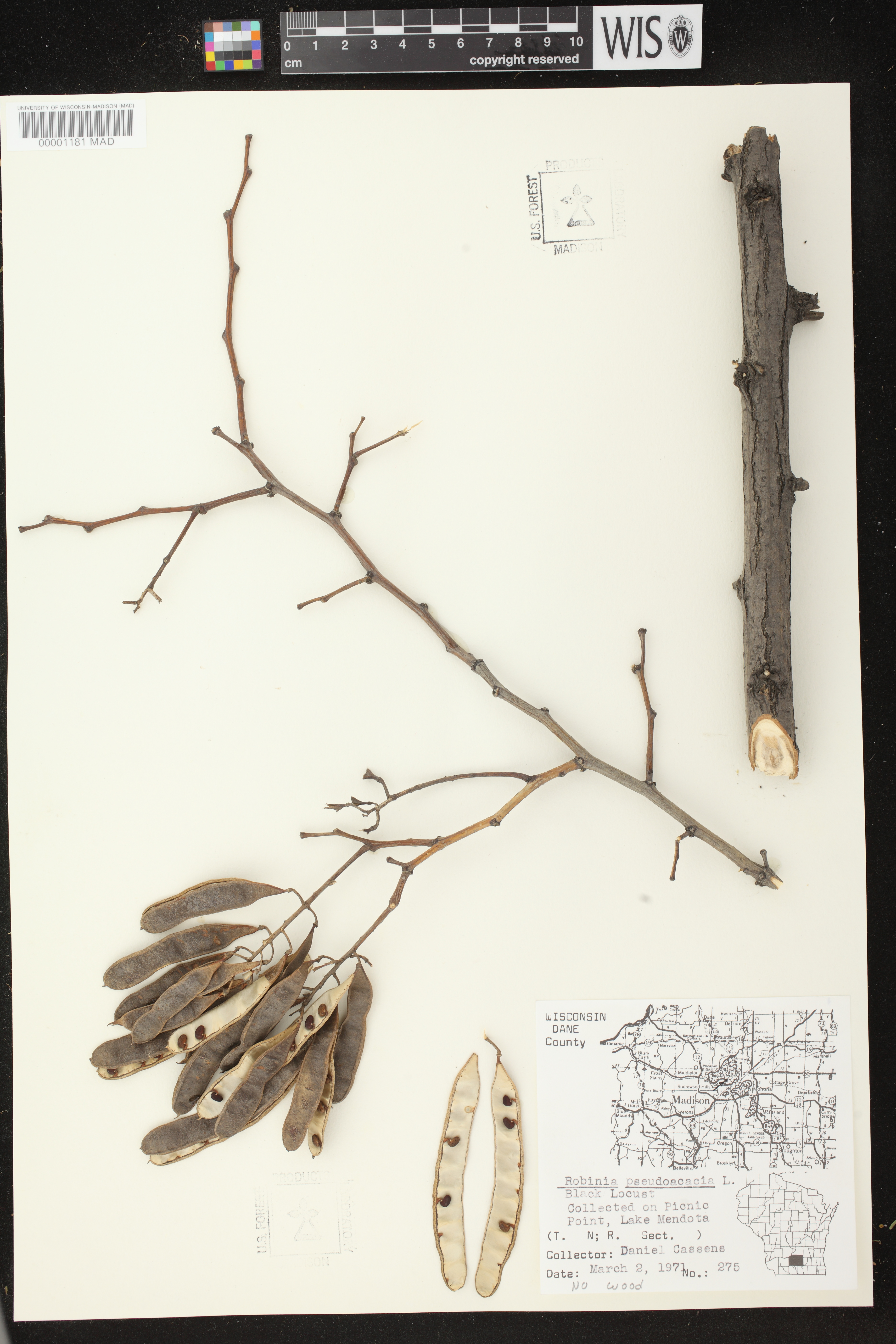 Robinia pseudoacacia image