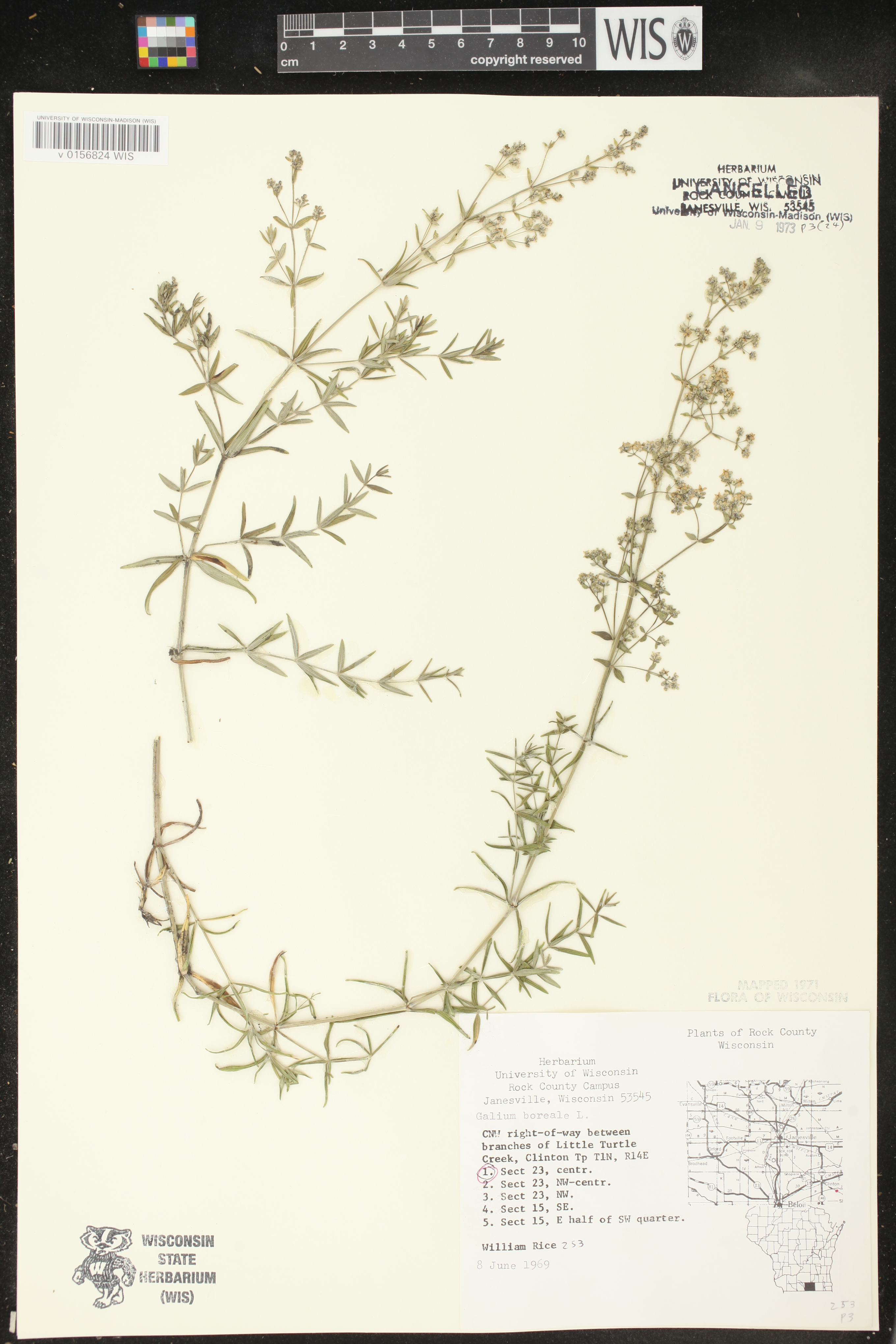 Galium boreale image