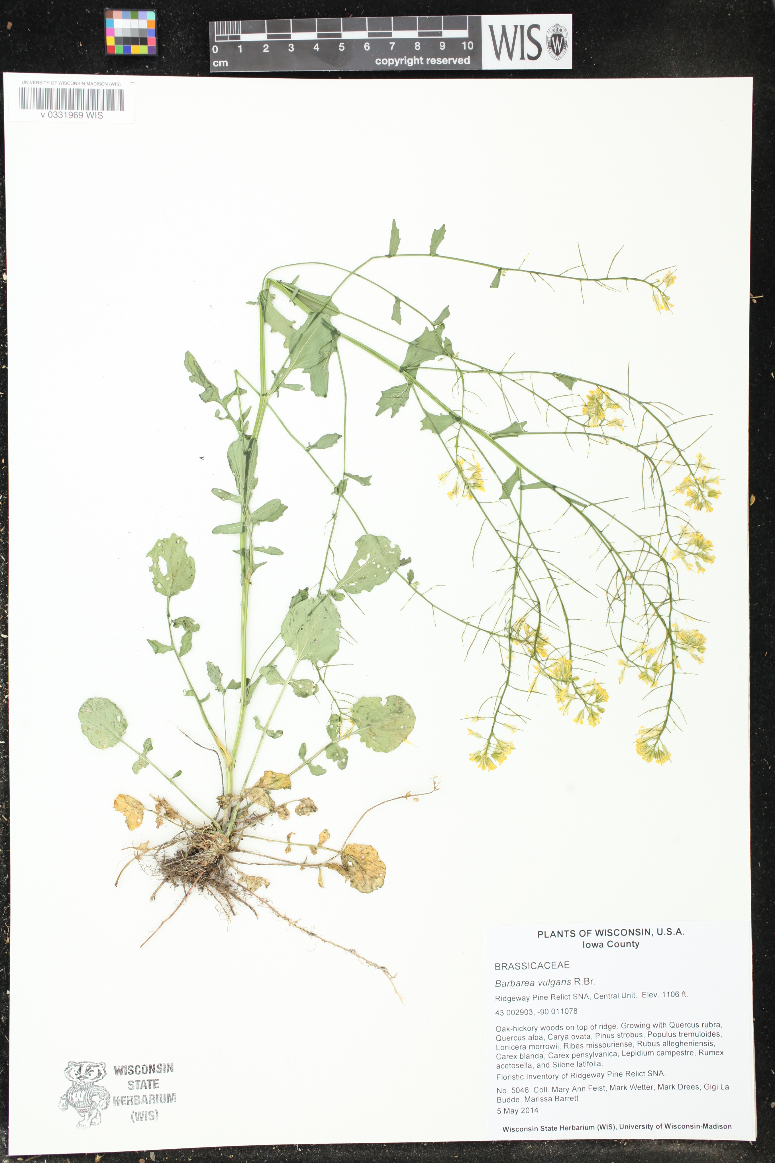 Barbarea vulgaris image