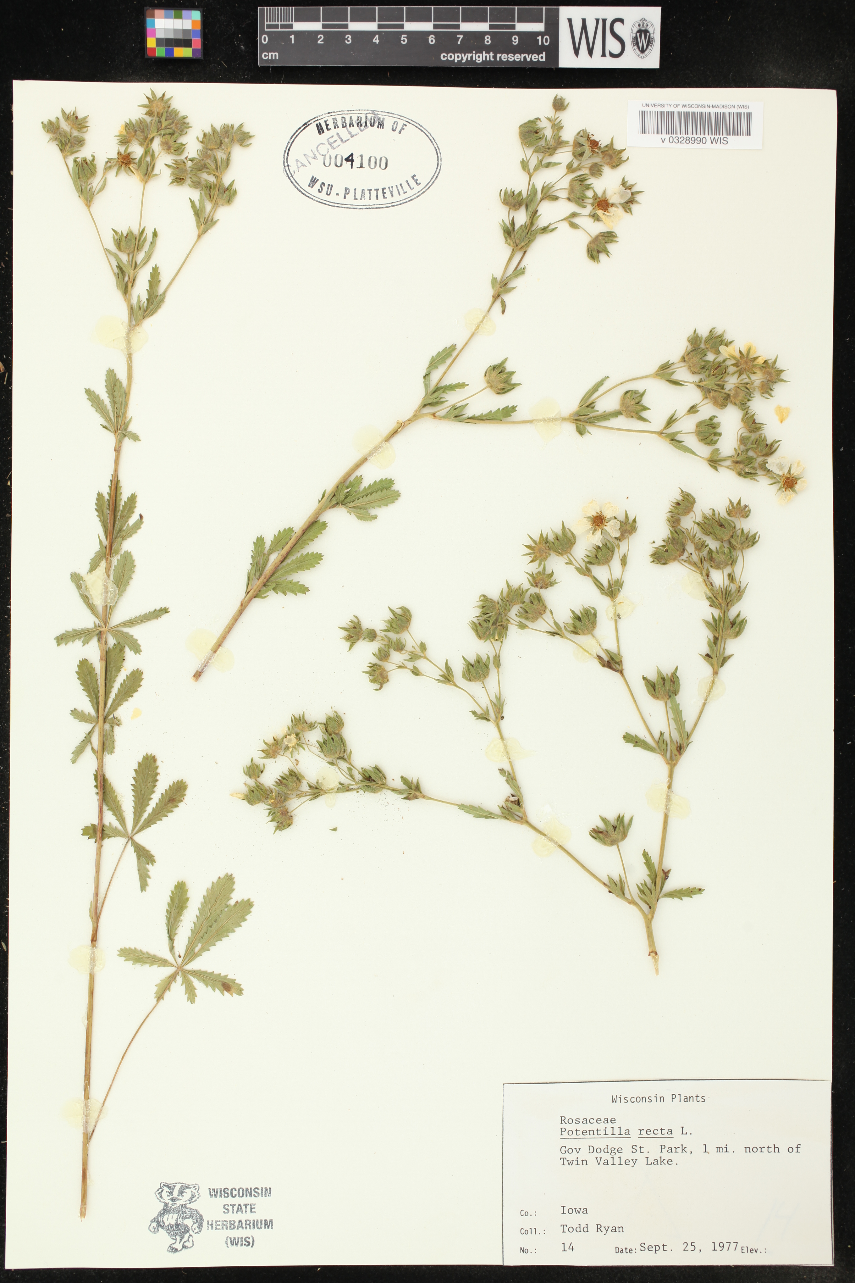 Potentilla recta image