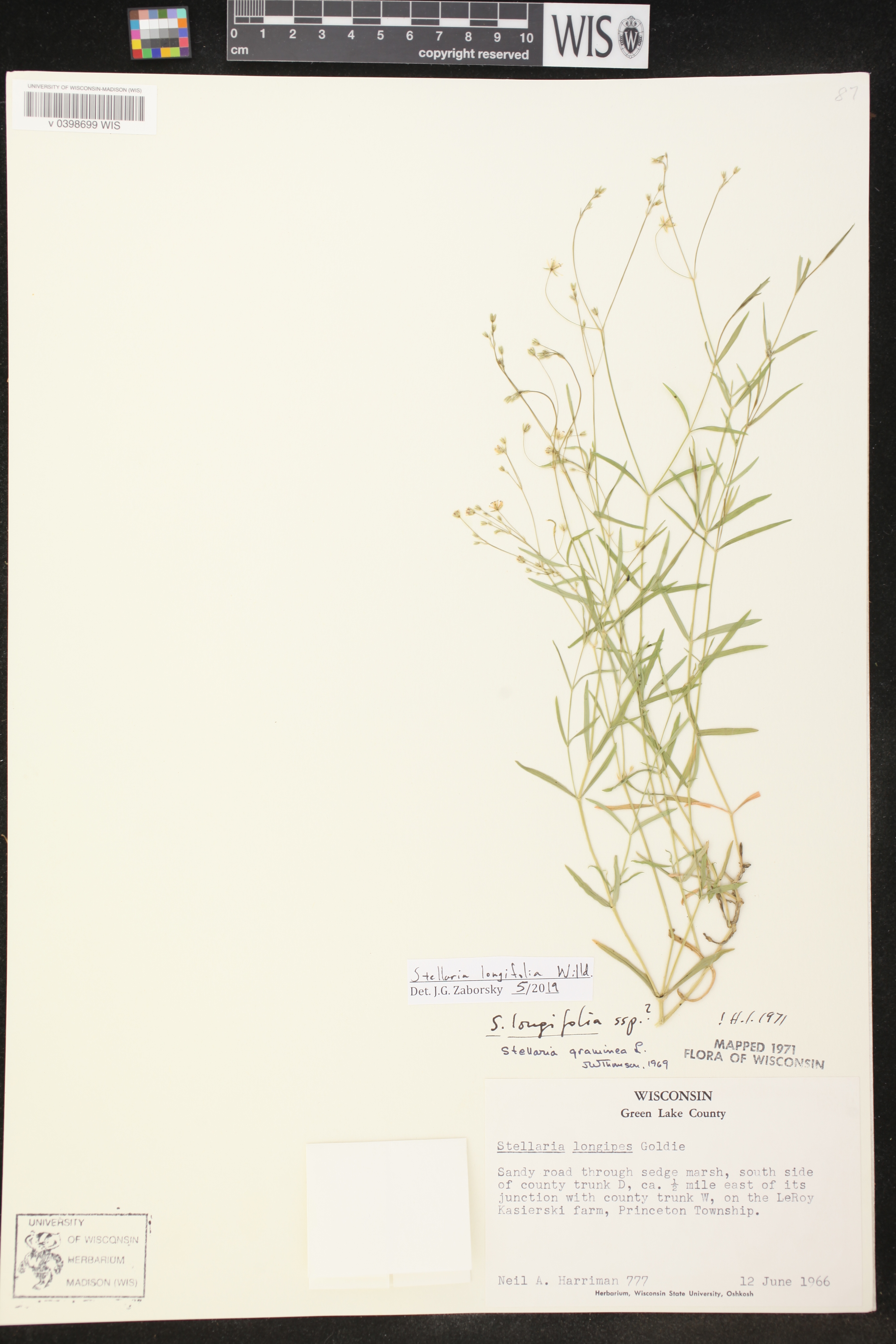Stellaria longifolia image