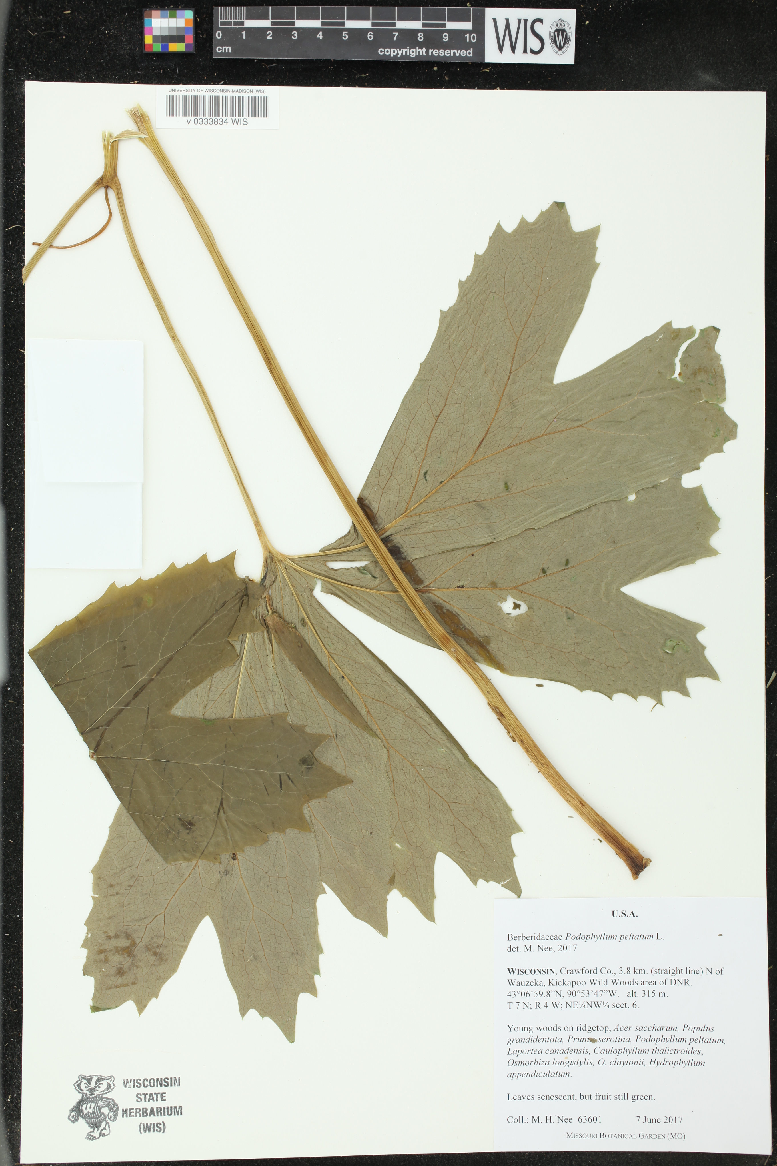 Podophyllum peltatum image