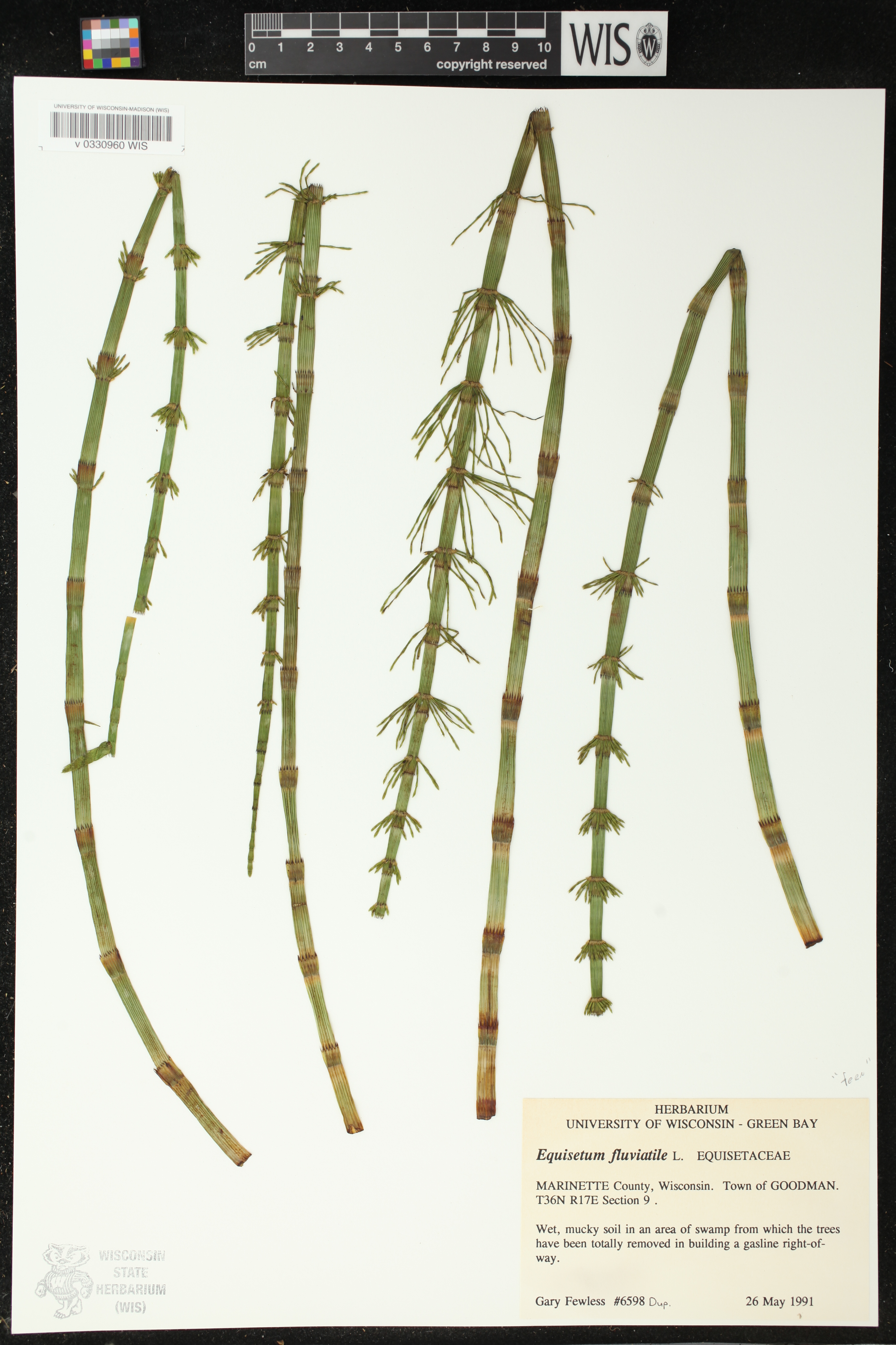 Equisetum fluviatile image