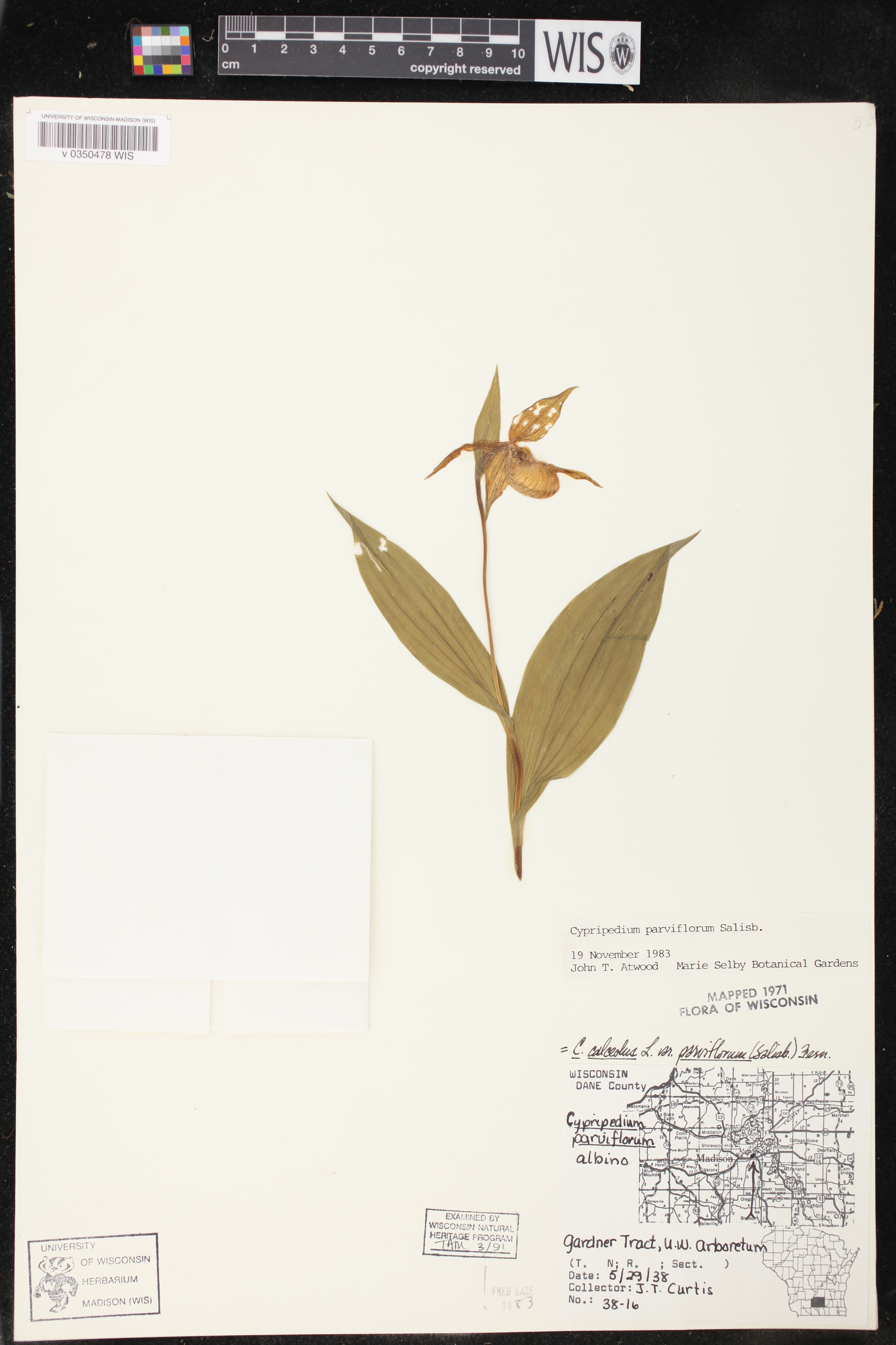 Cypripedium parviflorum image