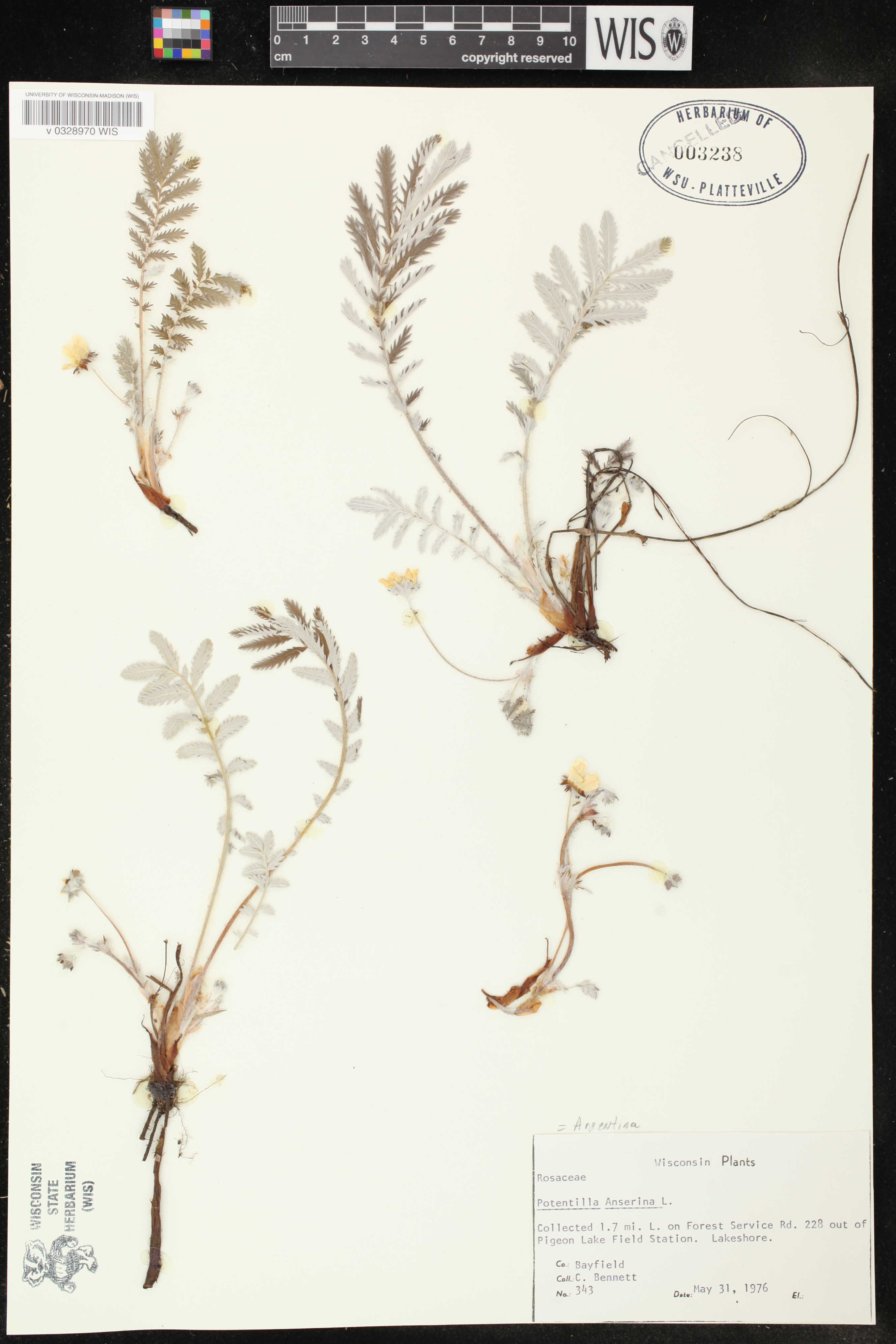 Potentilla anserina subsp. anserina image