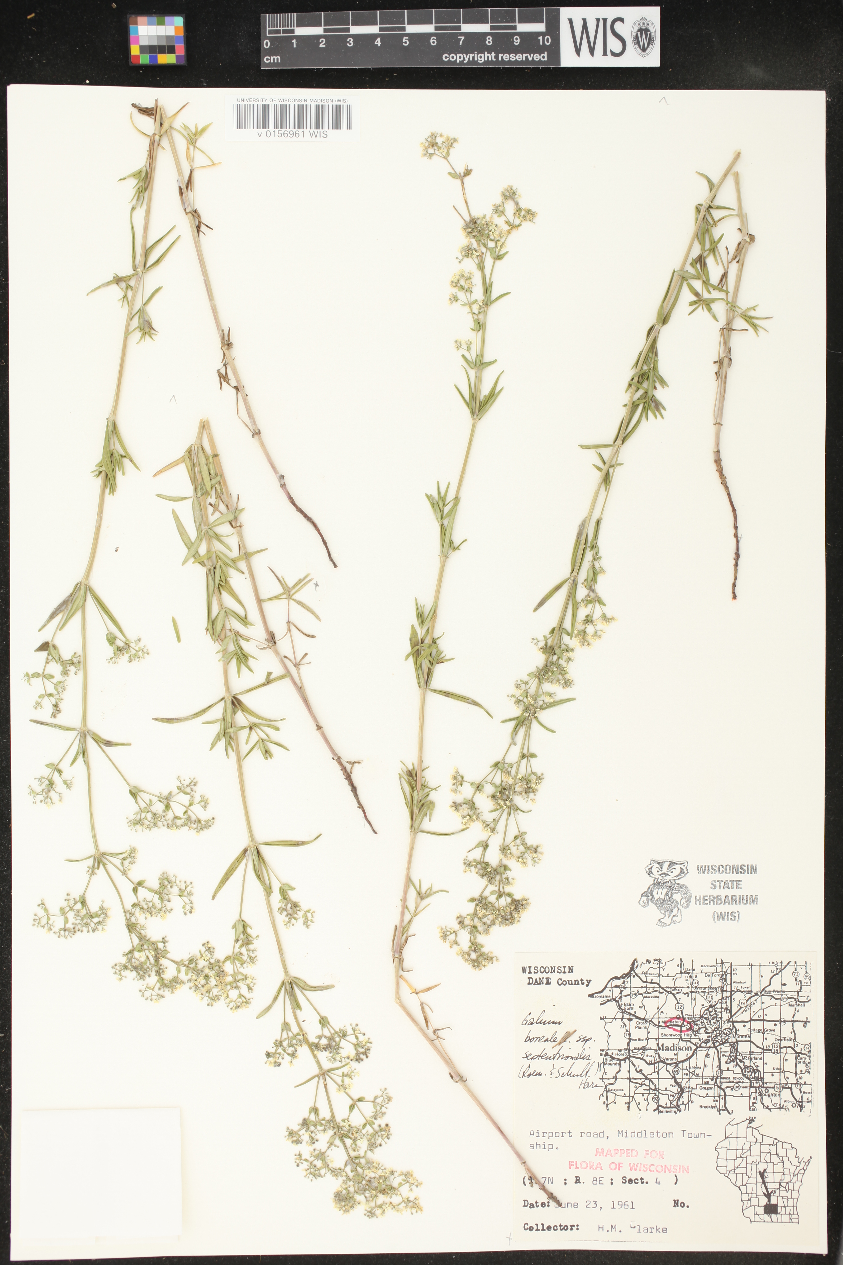 Galium boreale image