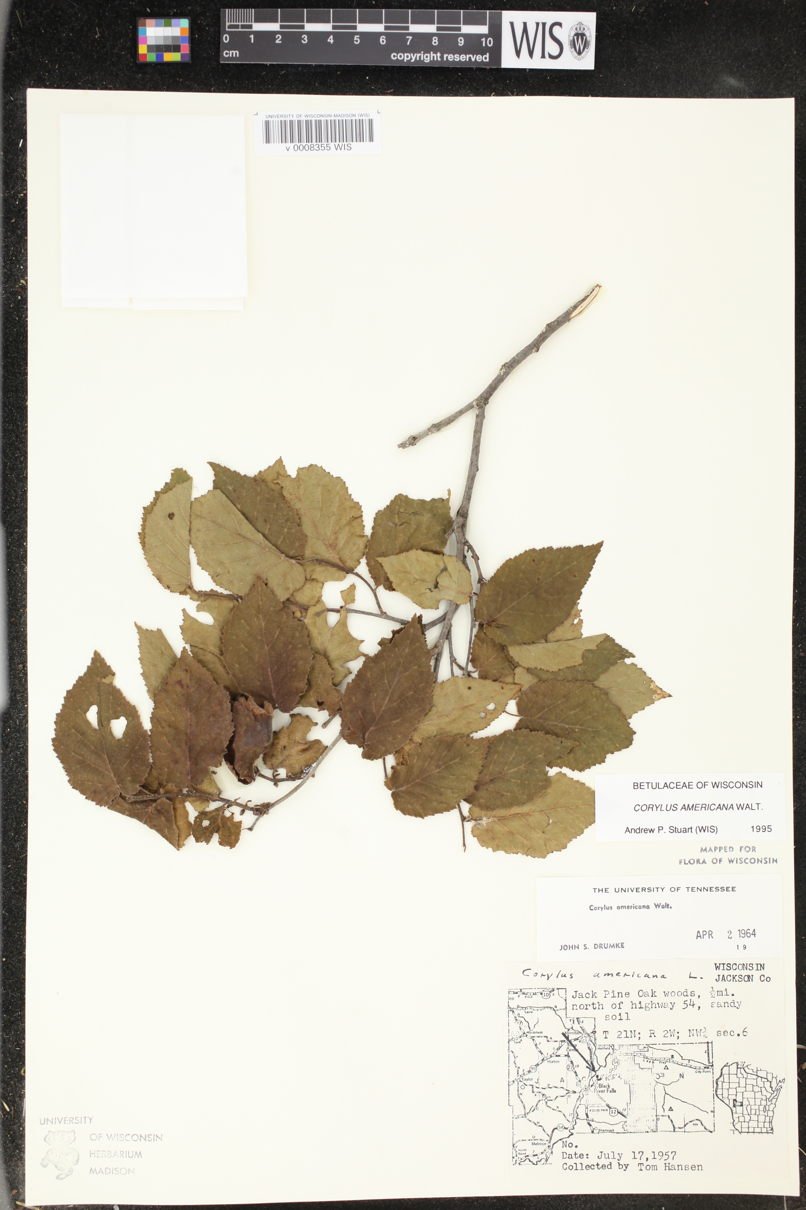 Corylus americana image