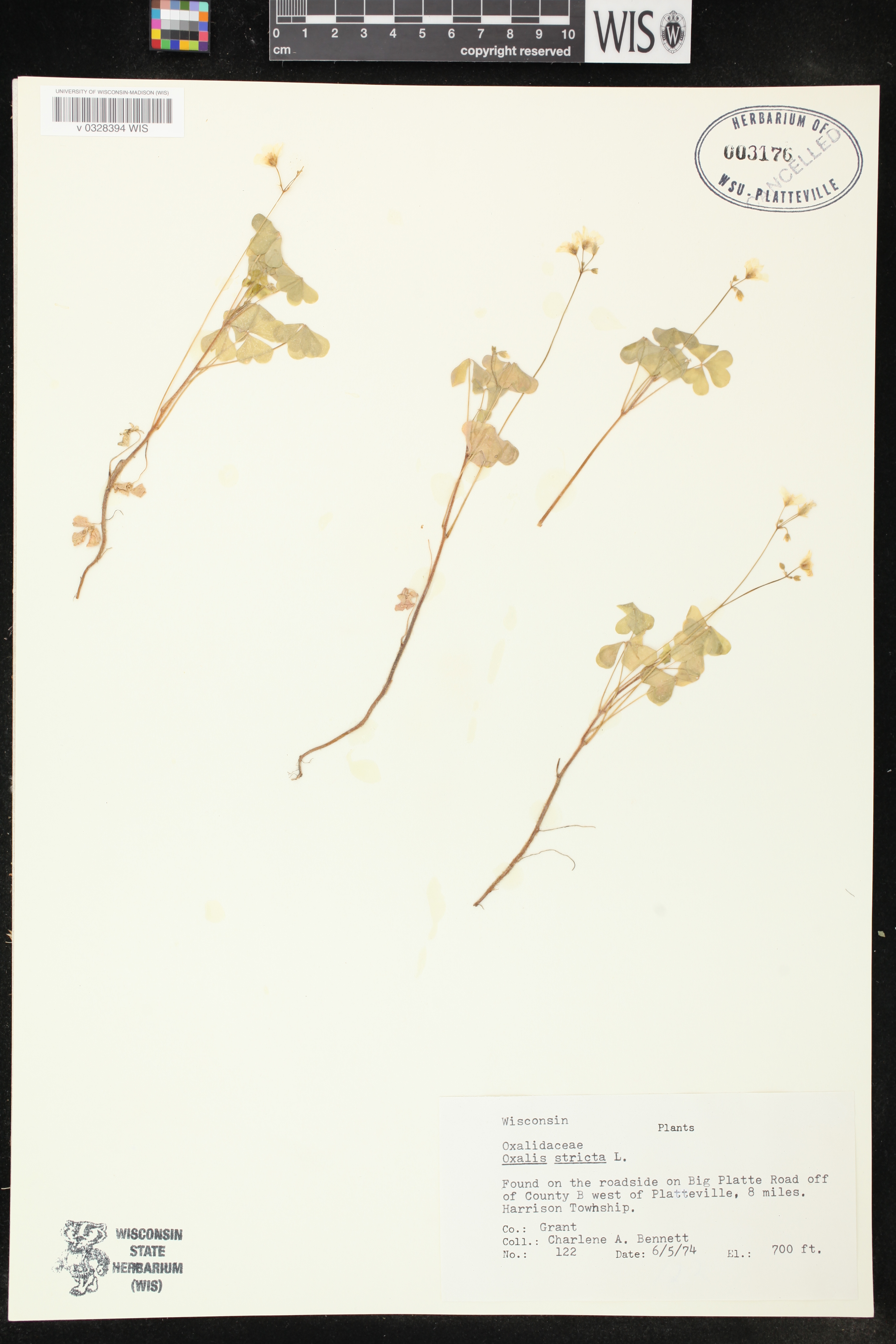 Oxalis stricta image