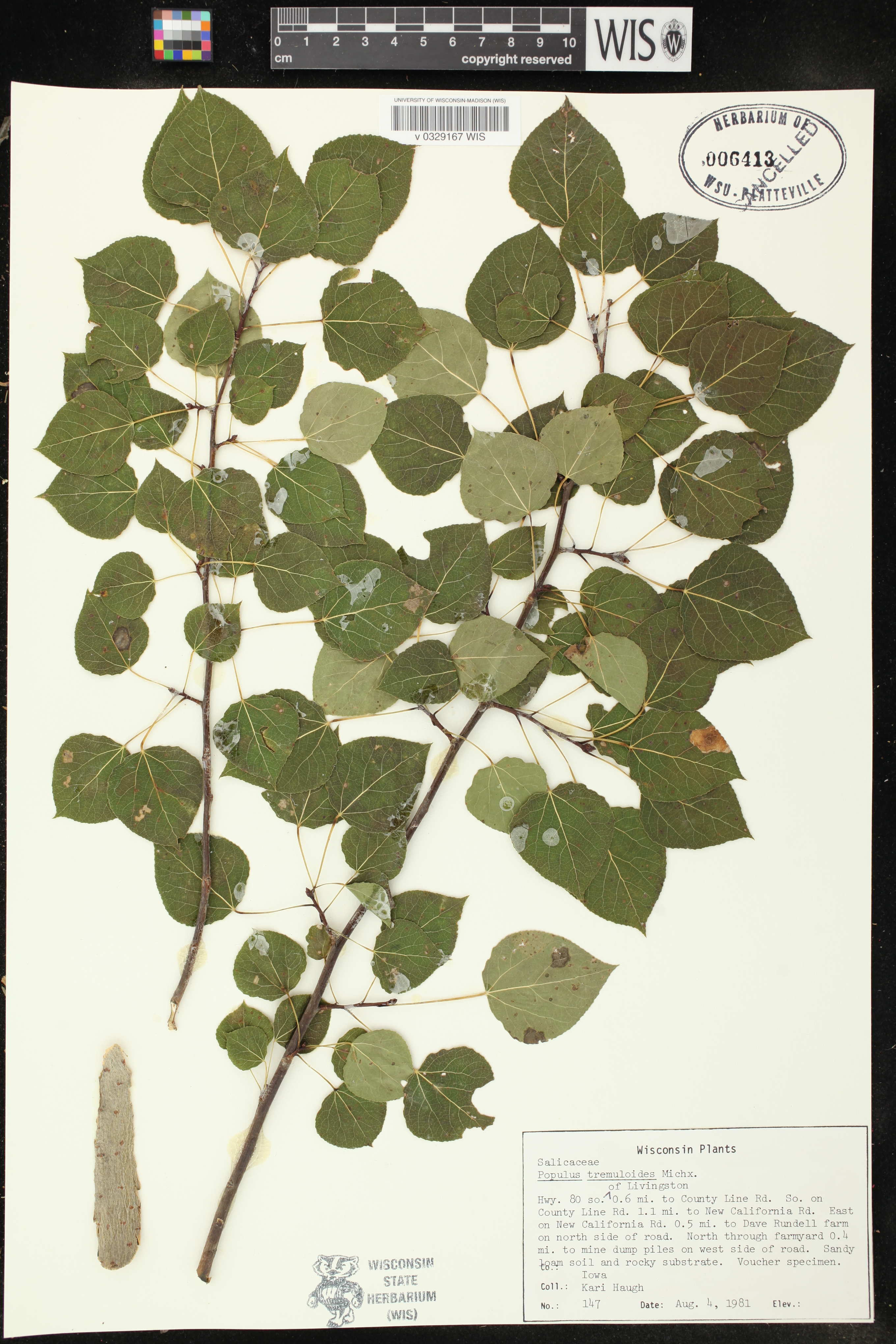 Populus tremuloides image