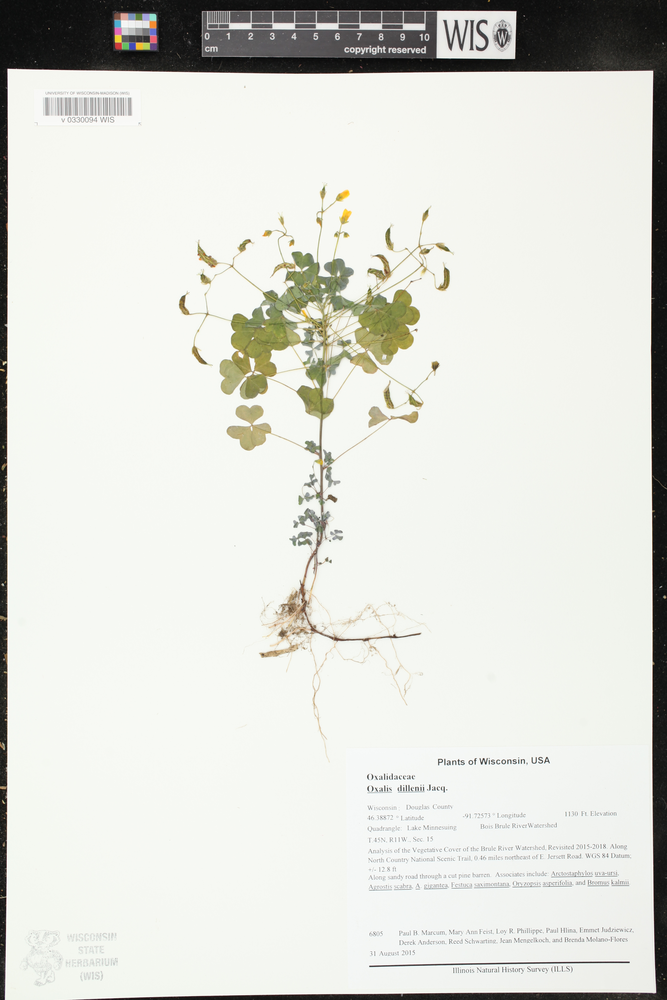 Oxalis stricta image