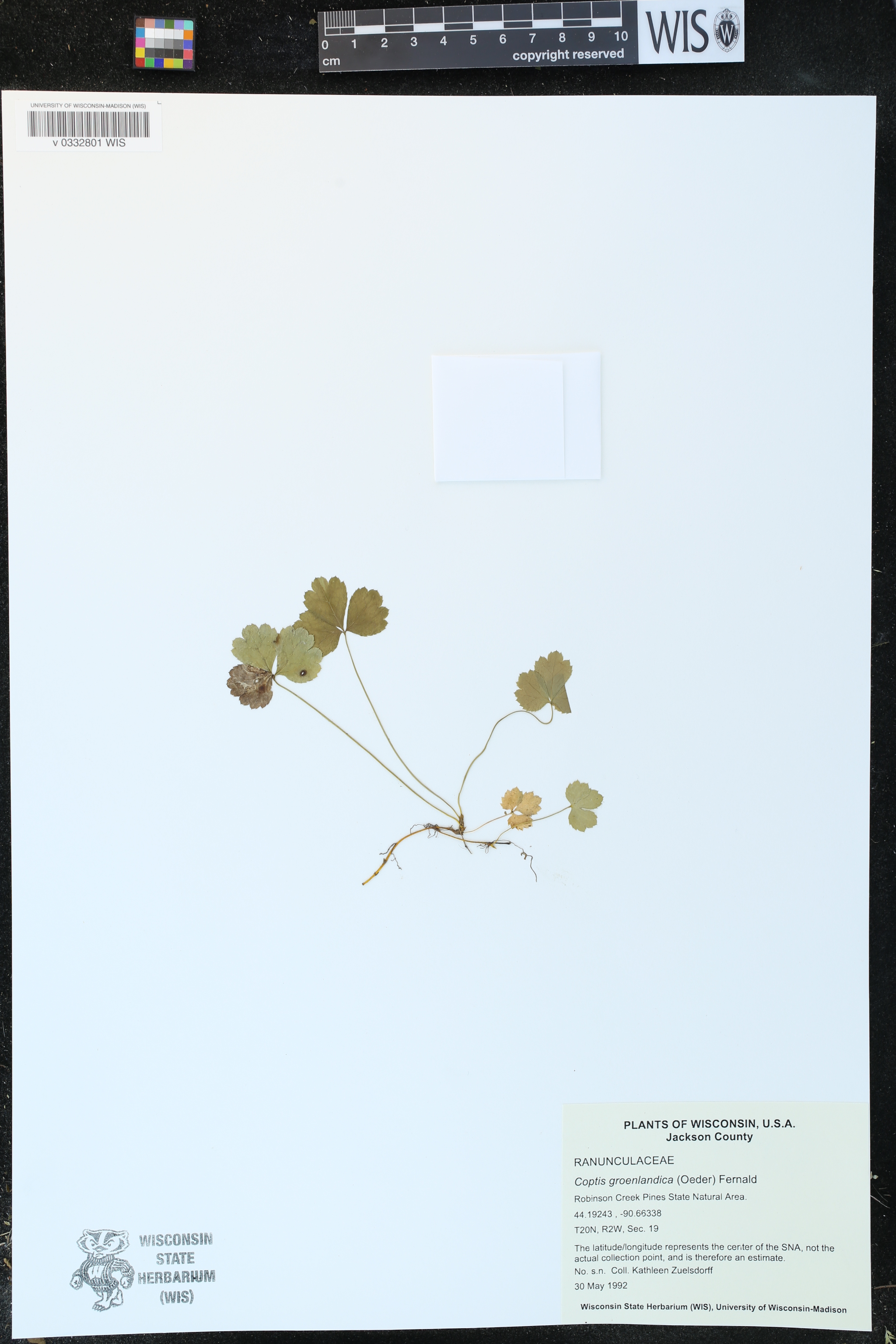 Coptis trifolia image