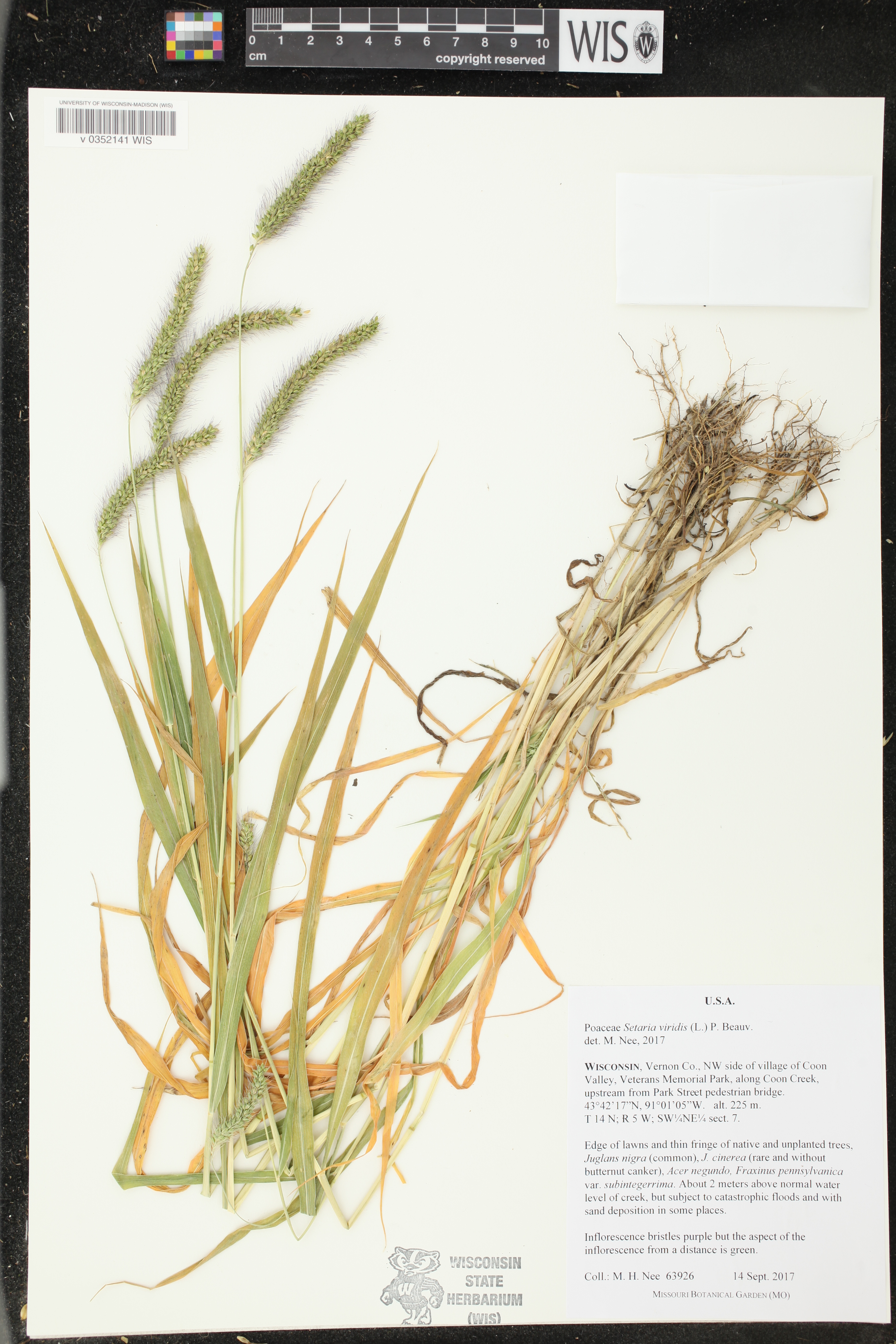 Setaria viridis image