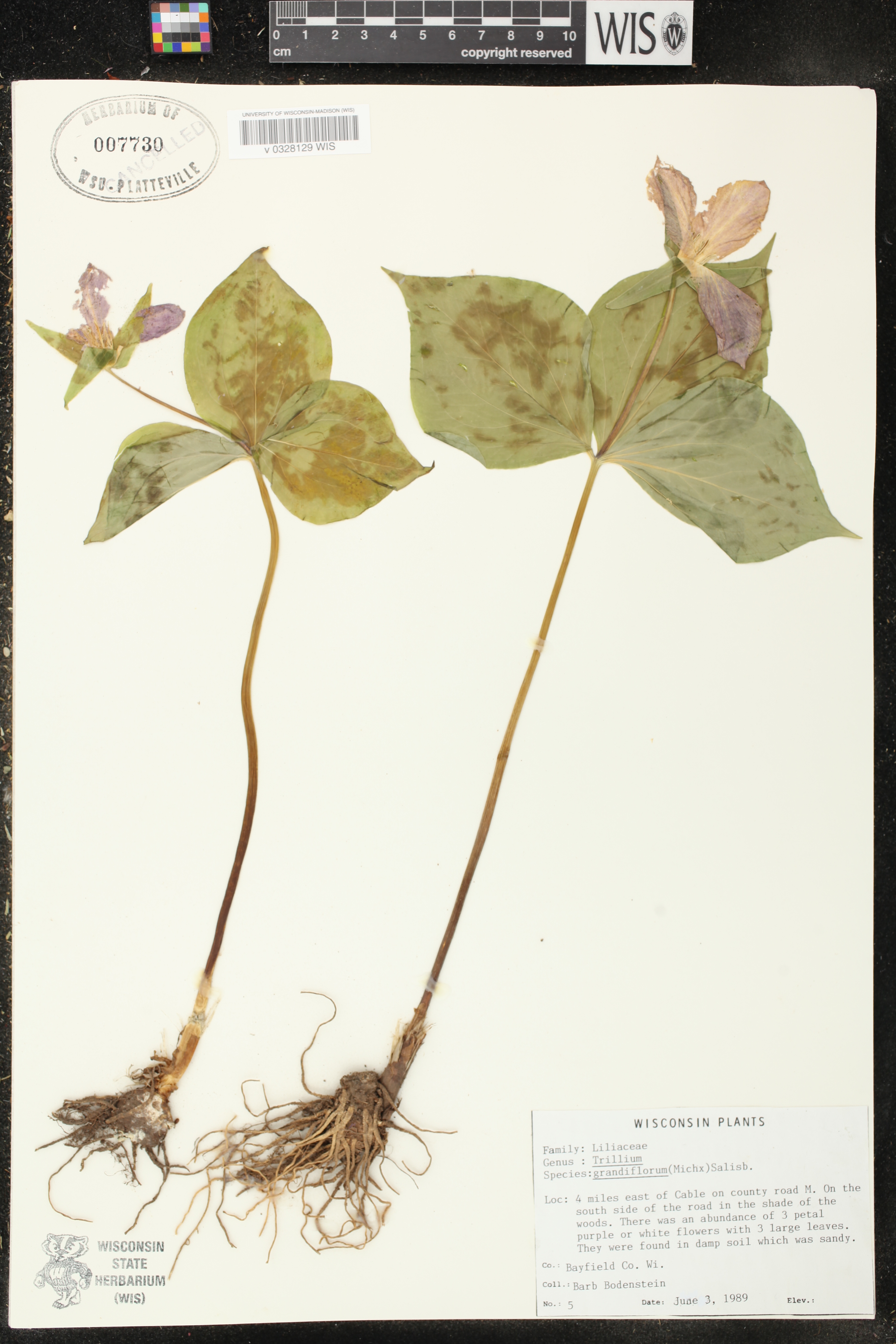 Trillium grandiflorum image