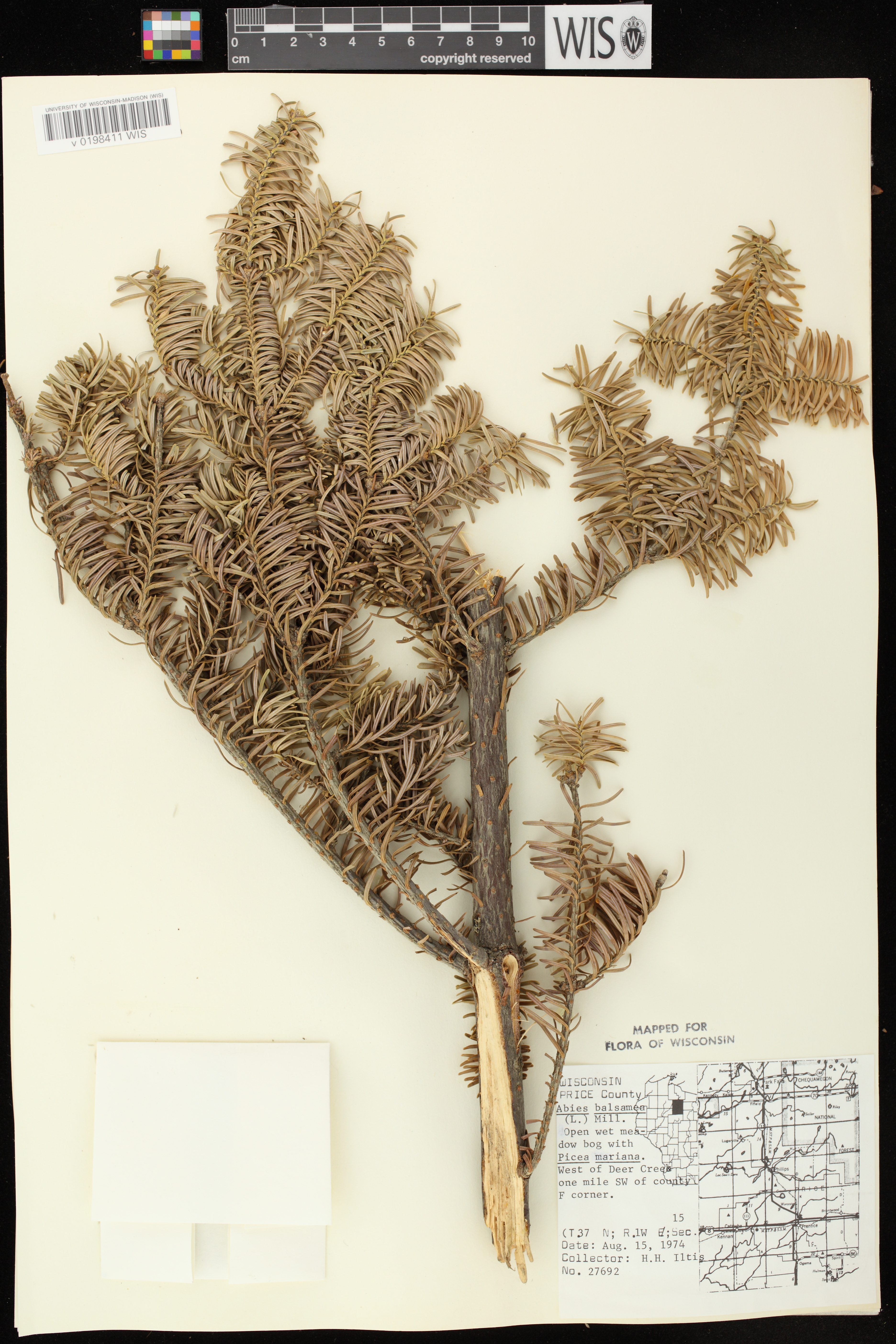 Abies balsamea image