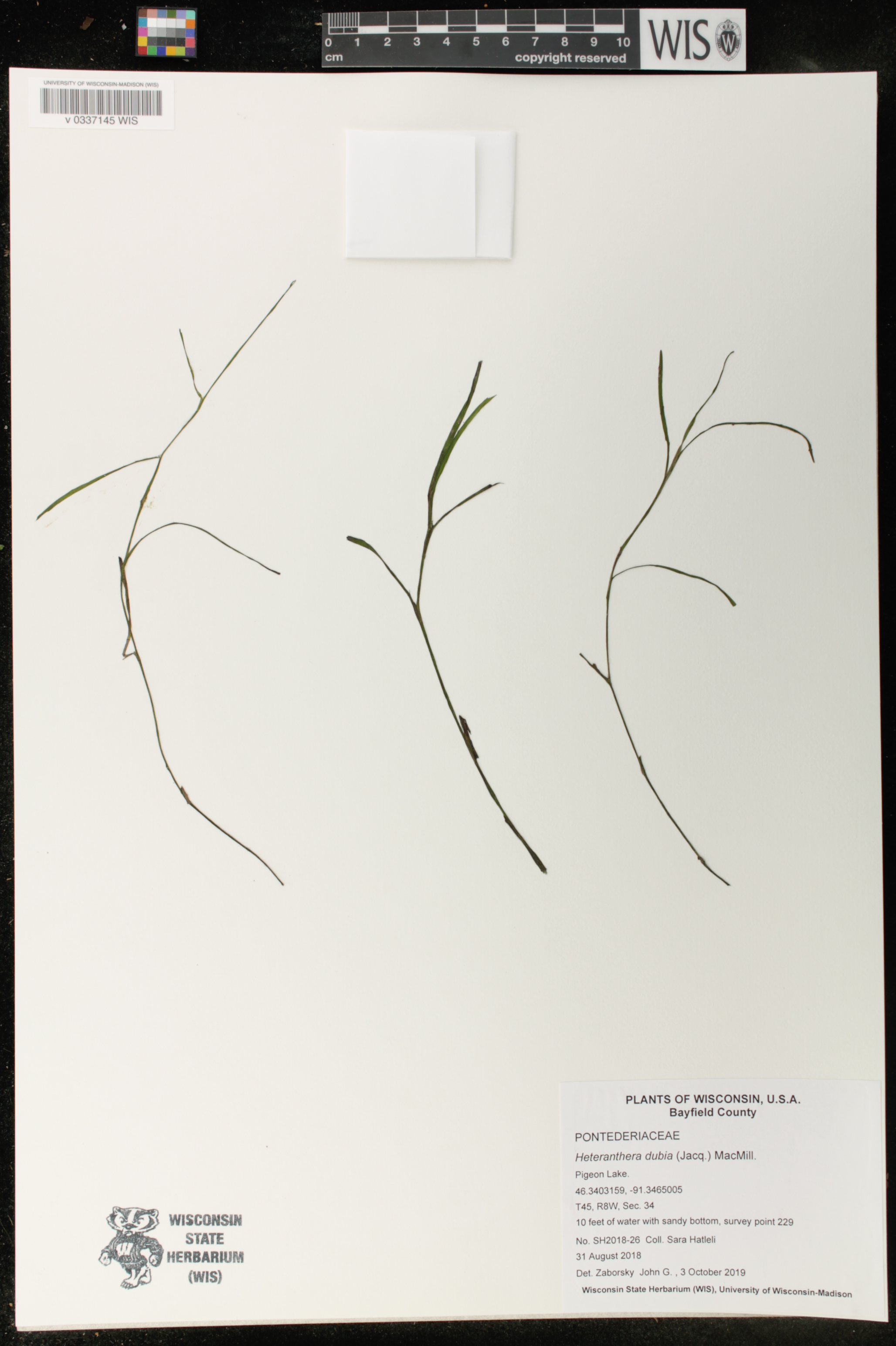 Heteranthera dubia image