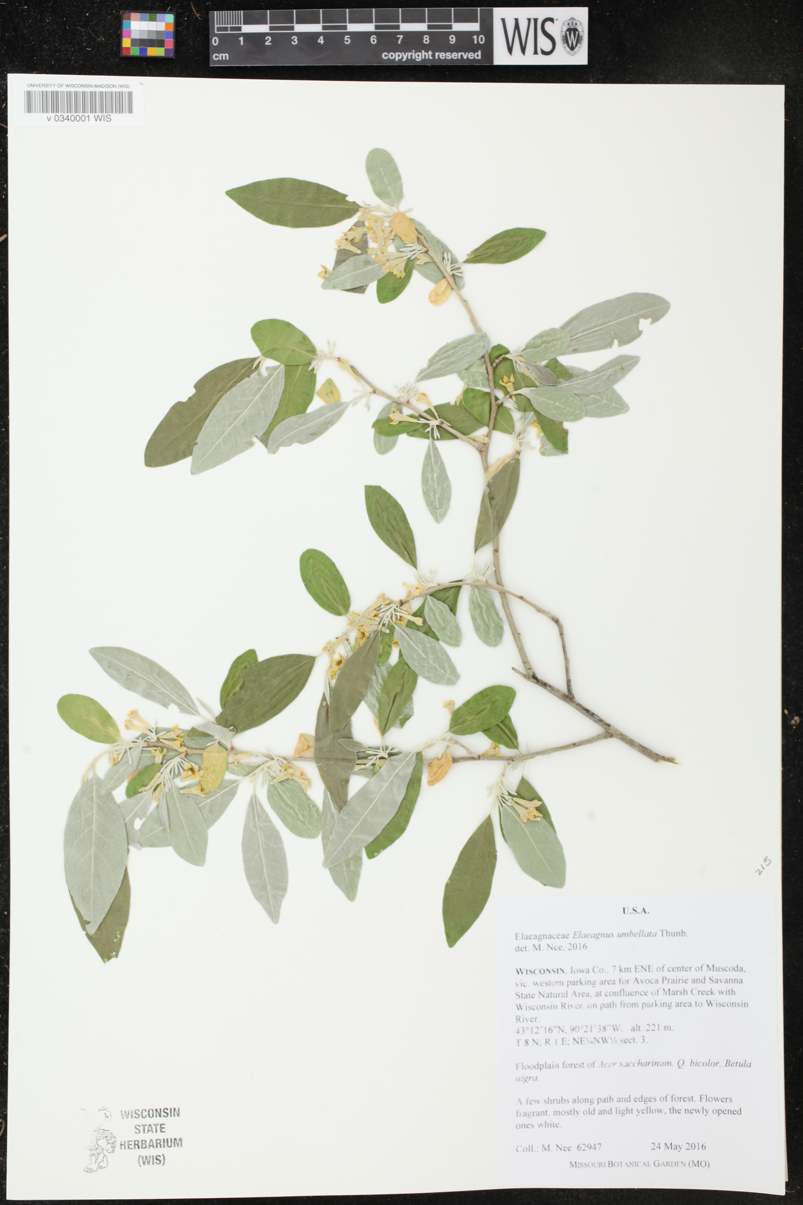 Elaeagnus umbellata image