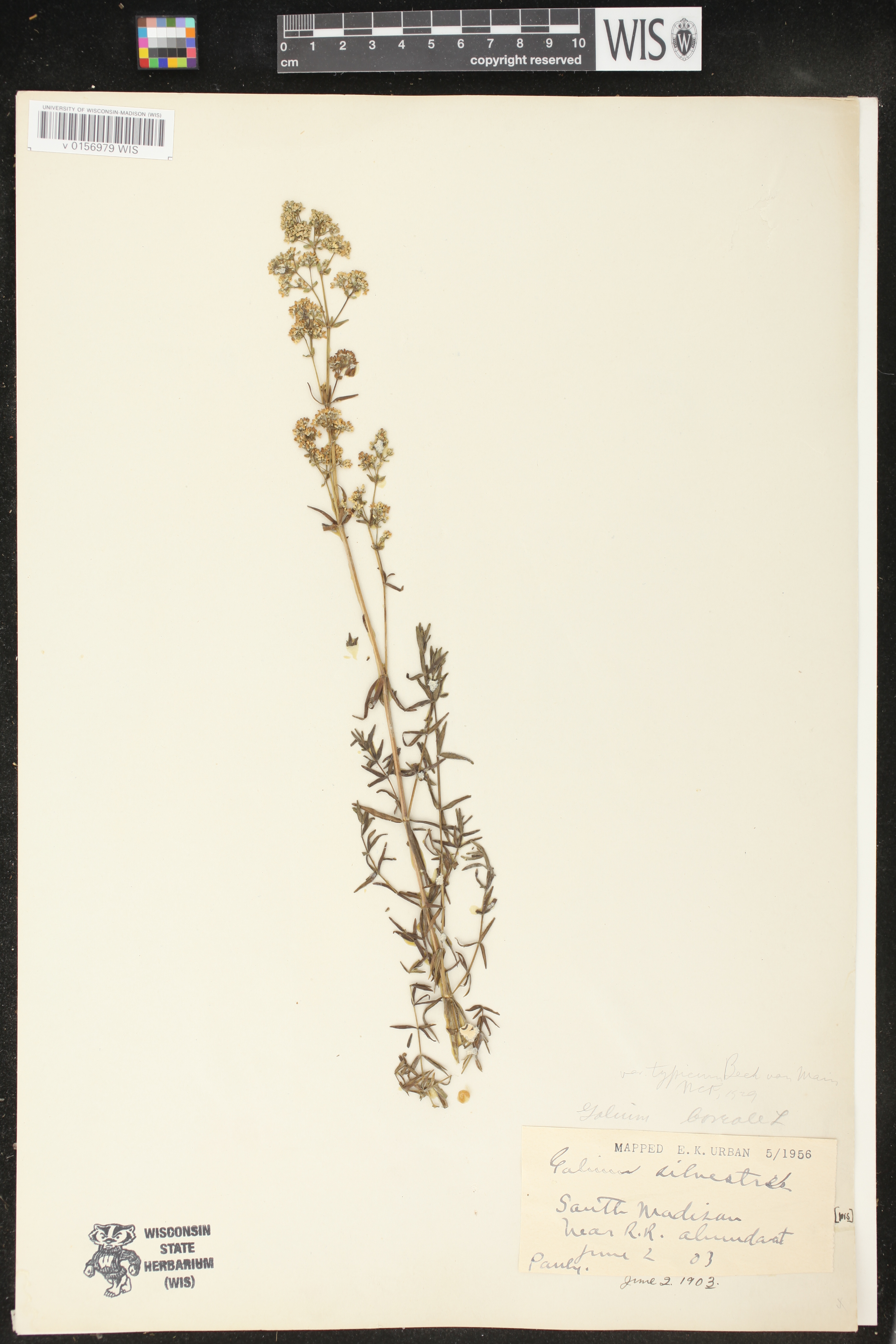 Galium boreale image