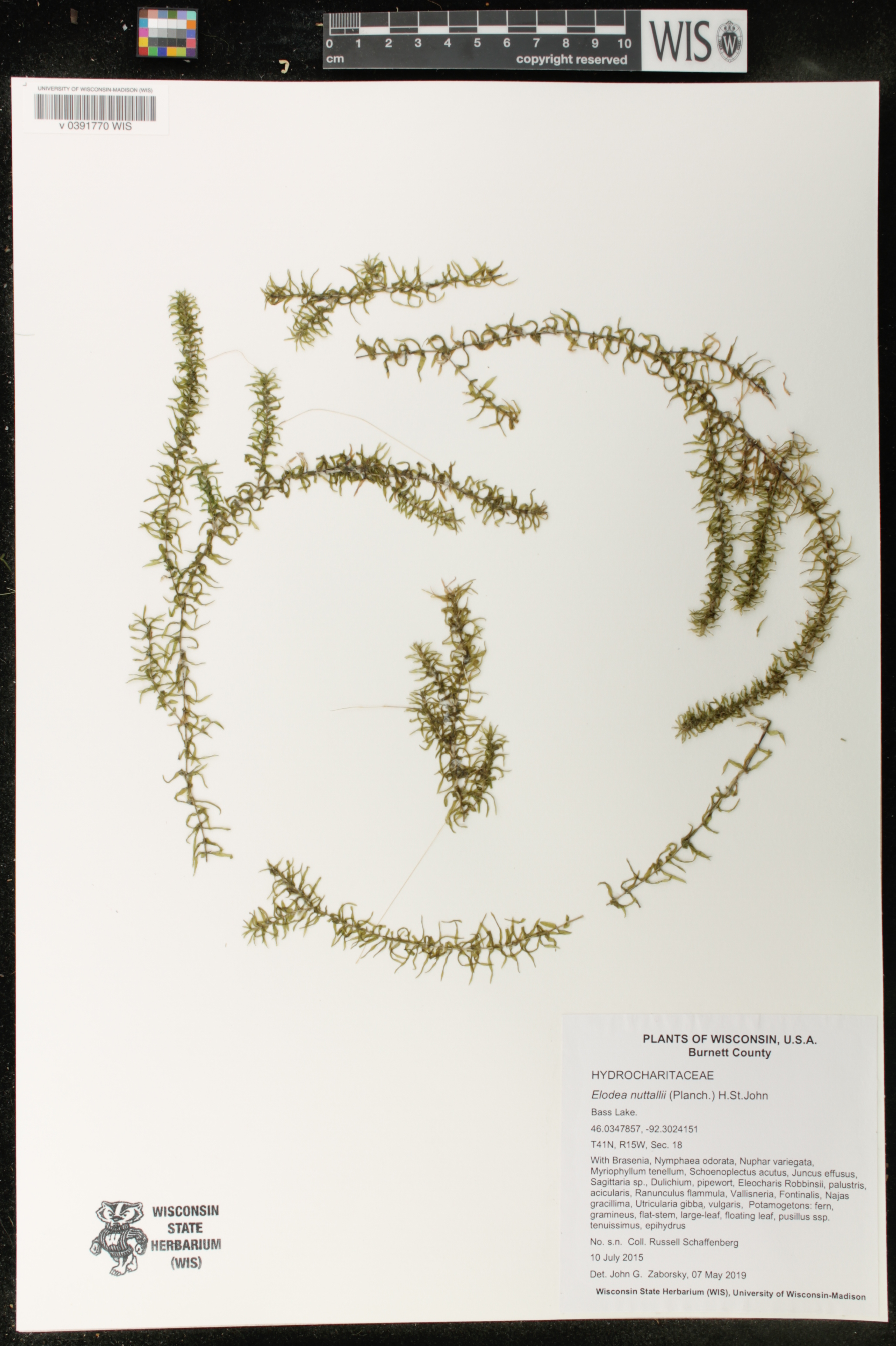 Elodea nuttallii image