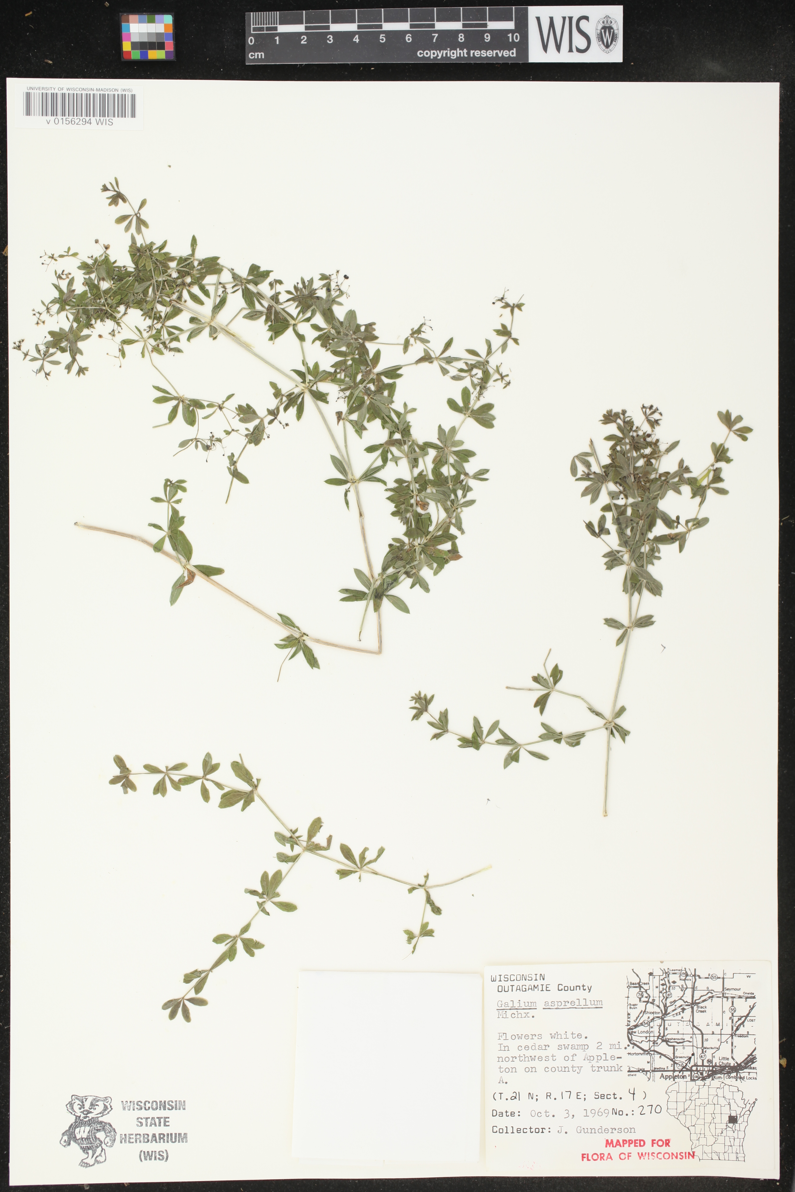 Galium asprellum image